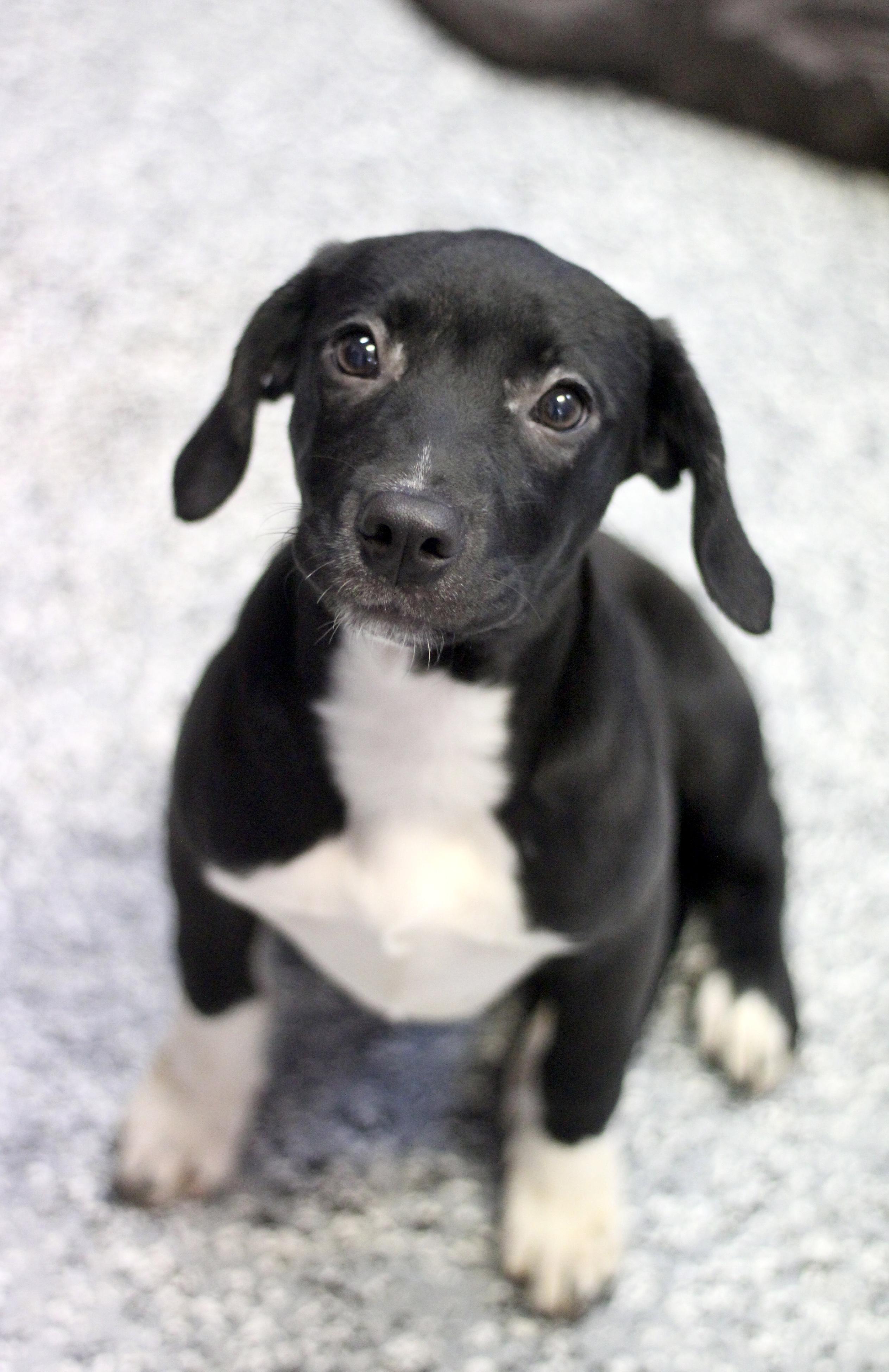 Josie in NH! Come Meet our Adoptable Dogs Wednesday-Saturday. More info in Bio!