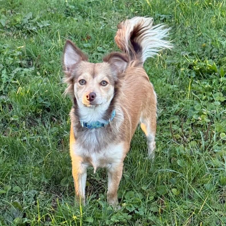 Enlarge Harker (Harper), a Adoptable mixed breed in Sinking Spring, PA image 1/6