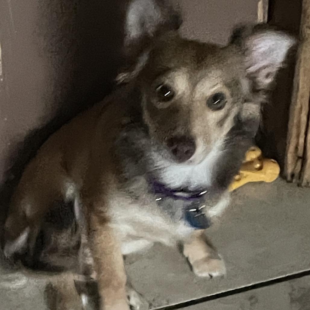 Enlarge Harker (Harper), a Adoptable mixed breed in Sinking Spring, PA image 2/6