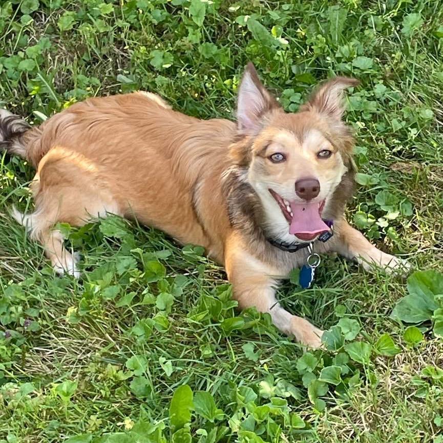 Enlarge Harker (Harper), a Adoptable mixed breed in Sinking Spring, PA image 4/6
