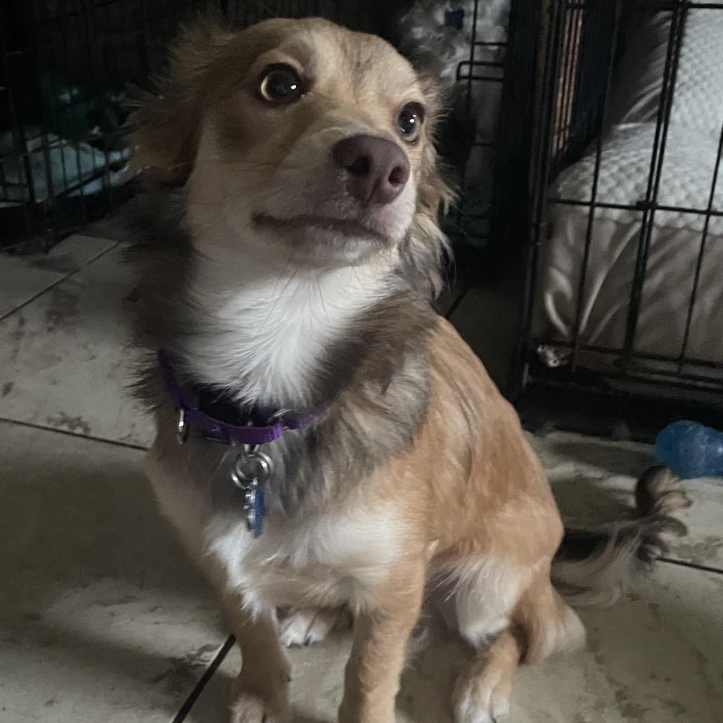 Enlarge Harker (Harper), a Adoptable mixed breed in Sinking Spring, PA image 5/6