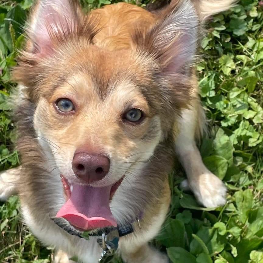 Enlarge Harker (Harper), a Adoptable mixed breed in Sinking Spring, PA image 6/6