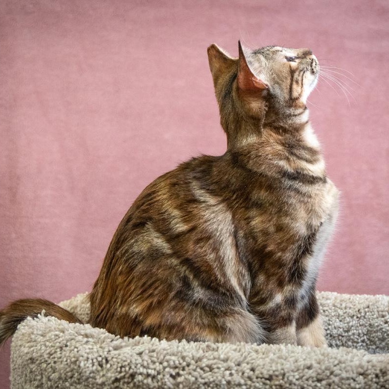 Enlarge Sable, an adoptable mixed breed in SCOTTSDALE, AZ image 1/4