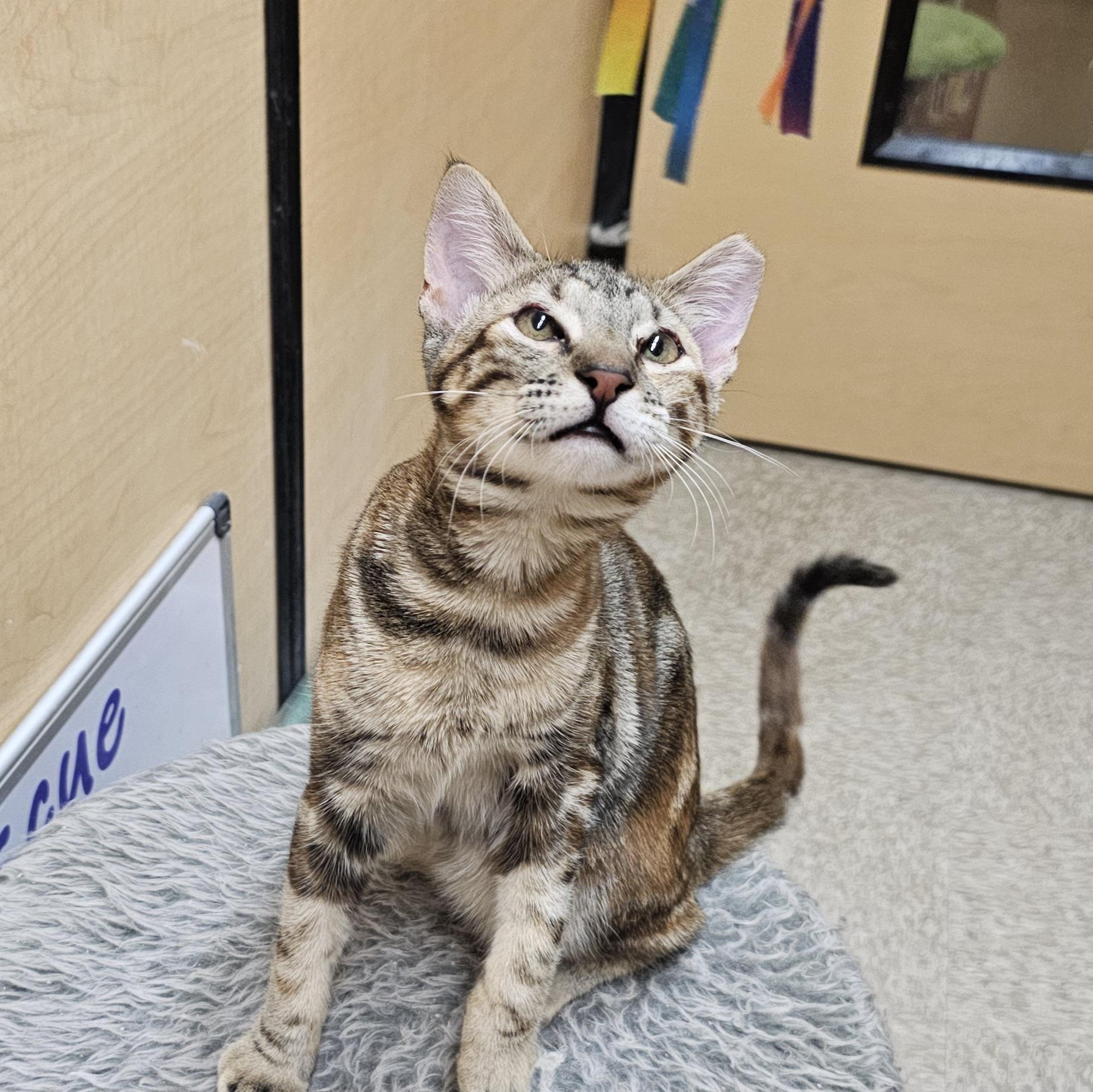 Enlarge Sable, an adoptable mixed breed in SCOTTSDALE, AZ image 2/3