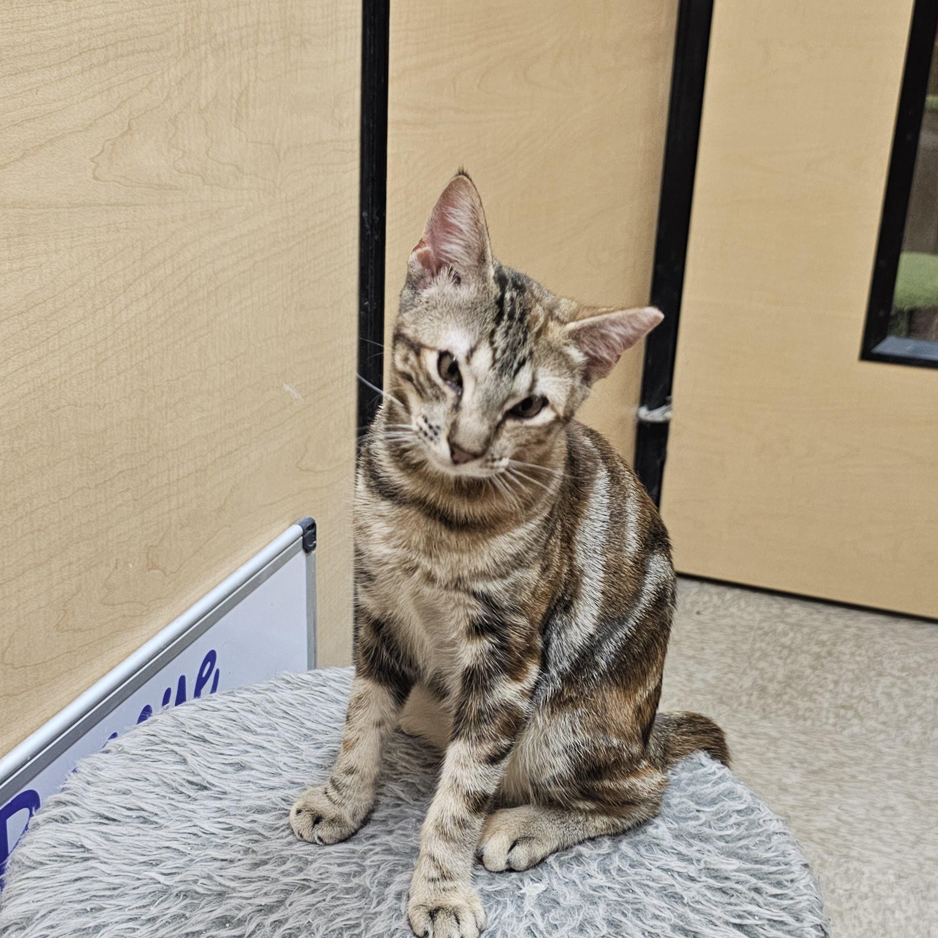Sable, adoptable, Young Female Oriental Short Hair & Tabby.