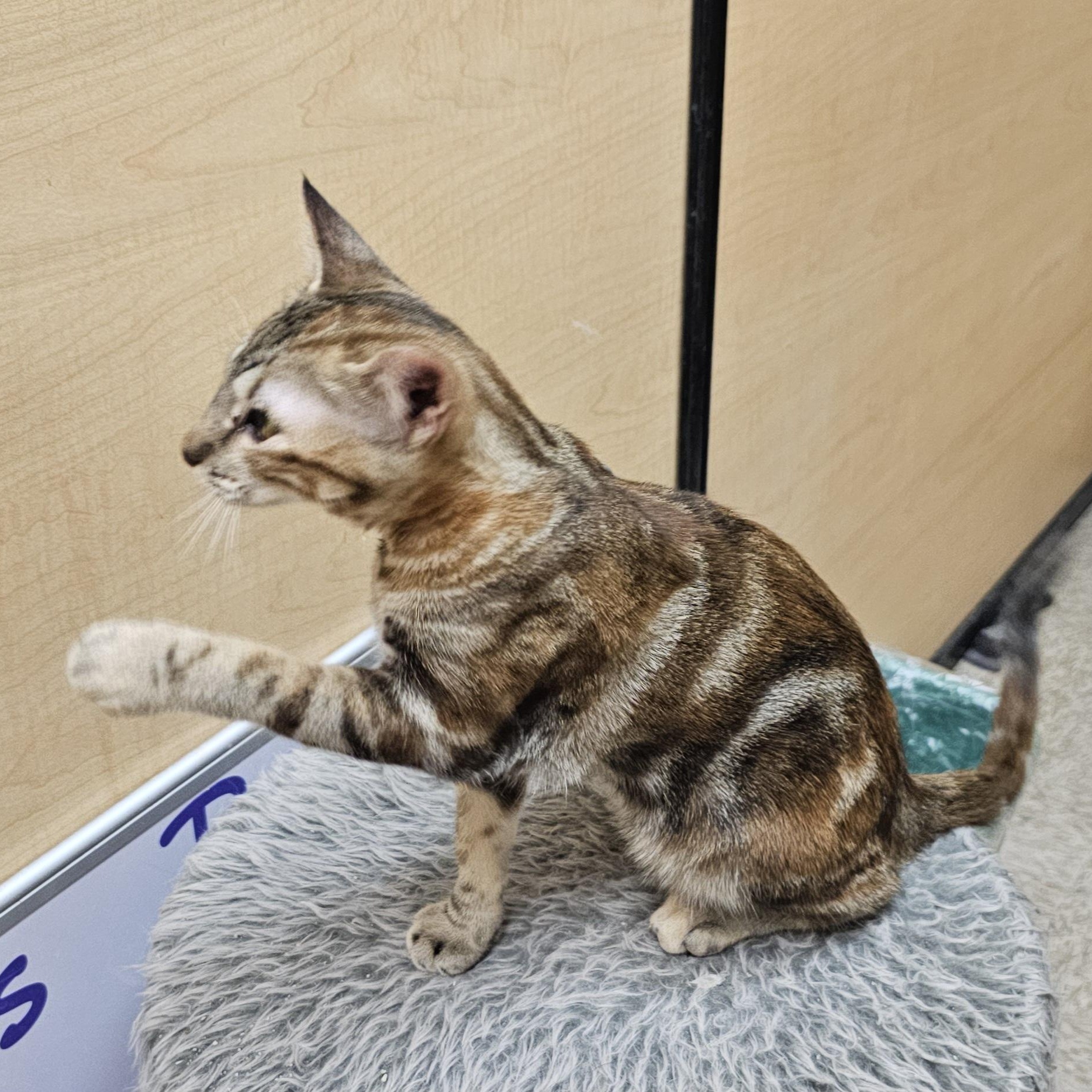 Enlarge Sable, an adoptable mixed breed in SCOTTSDALE, AZ image 3/3