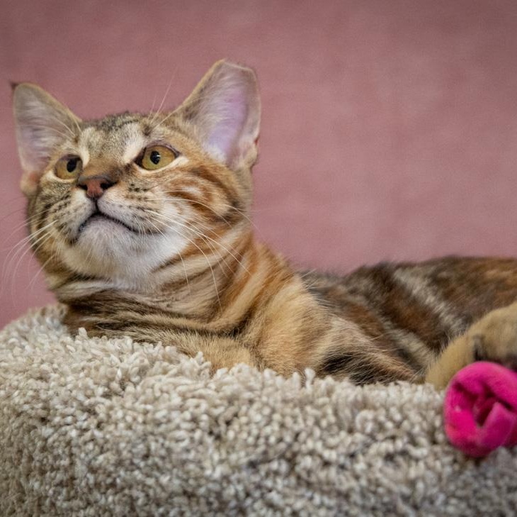 Enlarge Sable, an adoptable mixed breed in SCOTTSDALE, AZ image 4/4