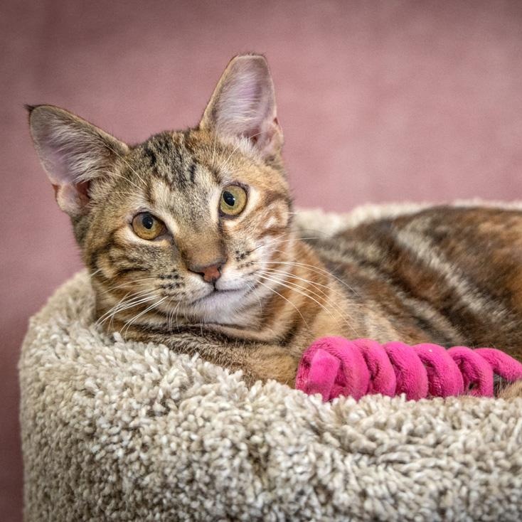 Enlarge Sable, an adoptable mixed breed in SCOTTSDALE, AZ image 3/4