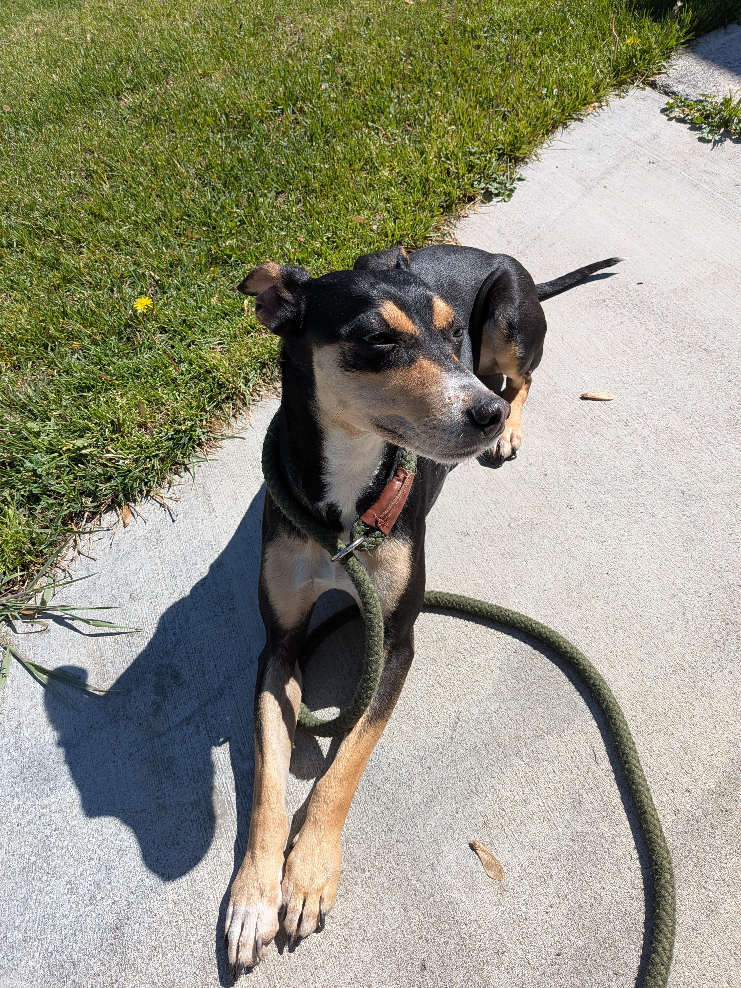 Ruby, an adopted mixed breed in Hermiston, OR image 3/3