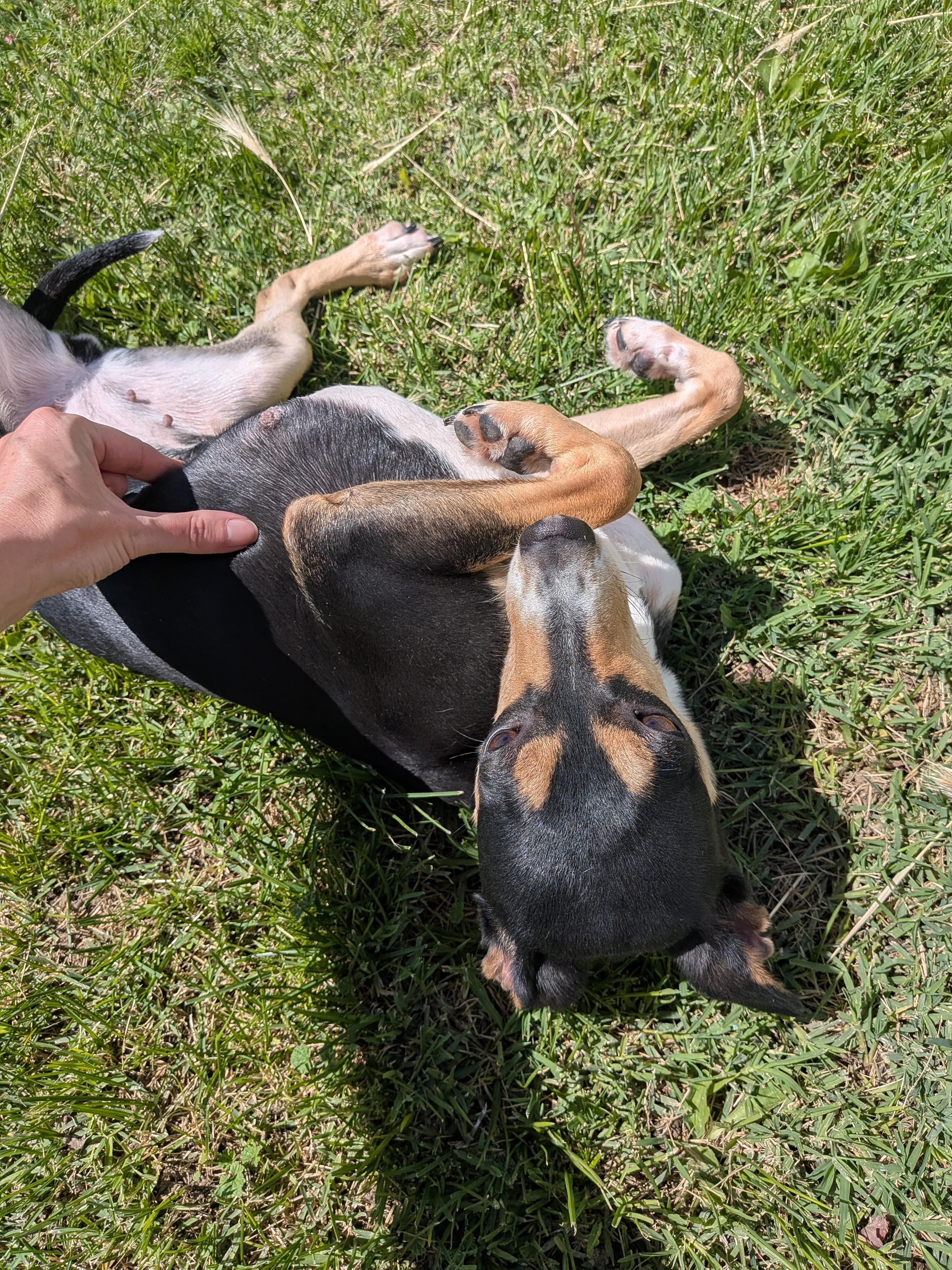 Ruby, an adoptable mixed breed in Hermiston, OR image 6/6