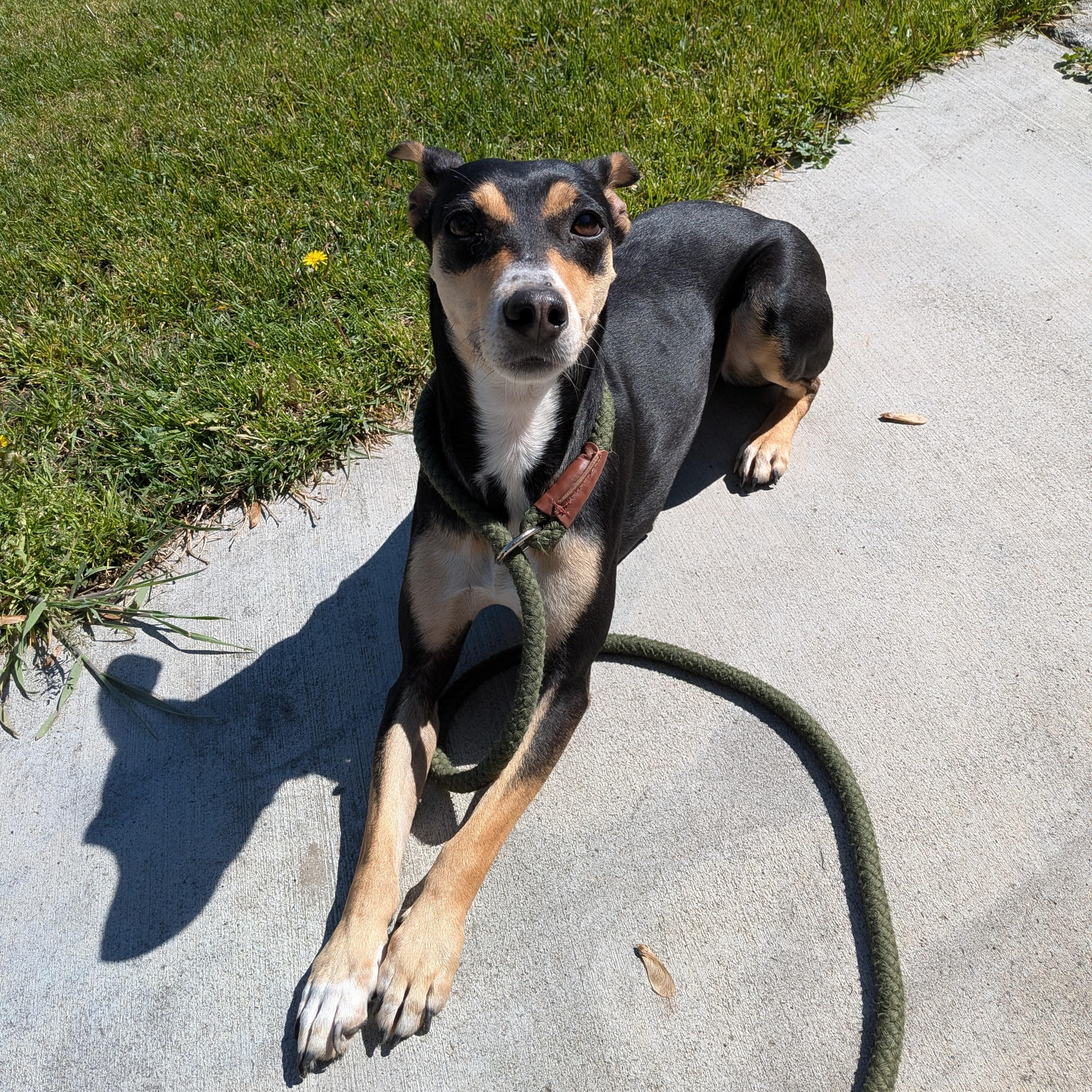 Ruby, adopted, Adult Female Miniature Pinscher & Rat Terrier.