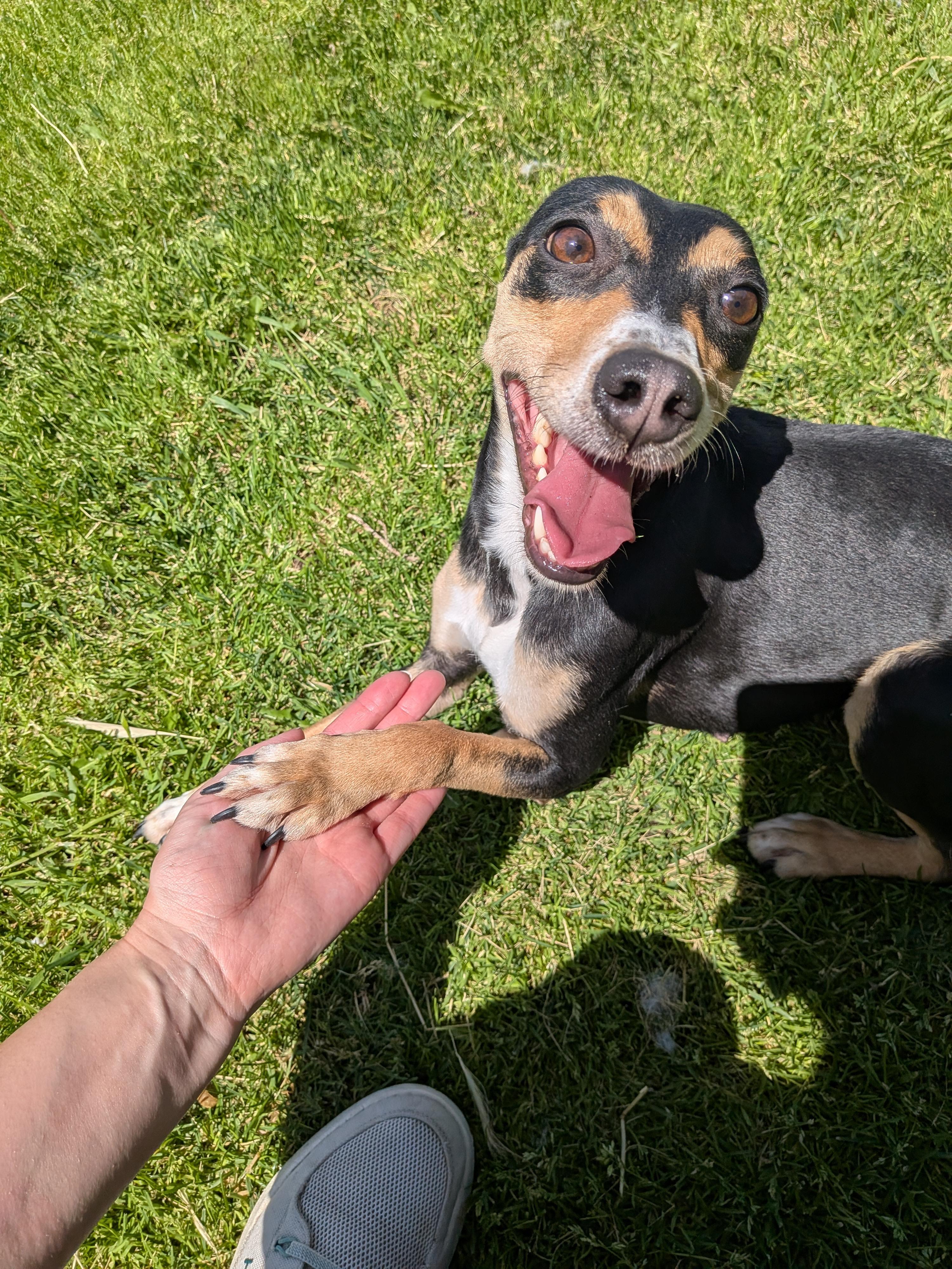 Ruby, an adoptable mixed breed in Hermiston, OR image 5/6