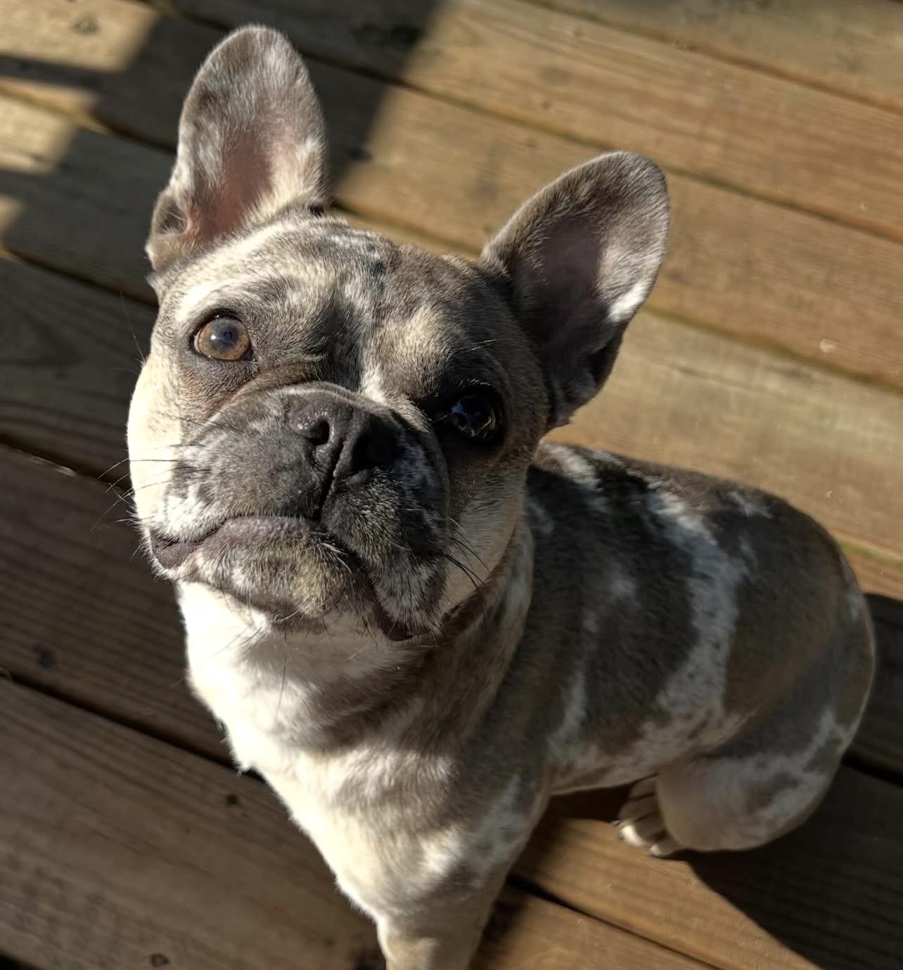 Pearl, adoptable, Young Female French Bulldog.