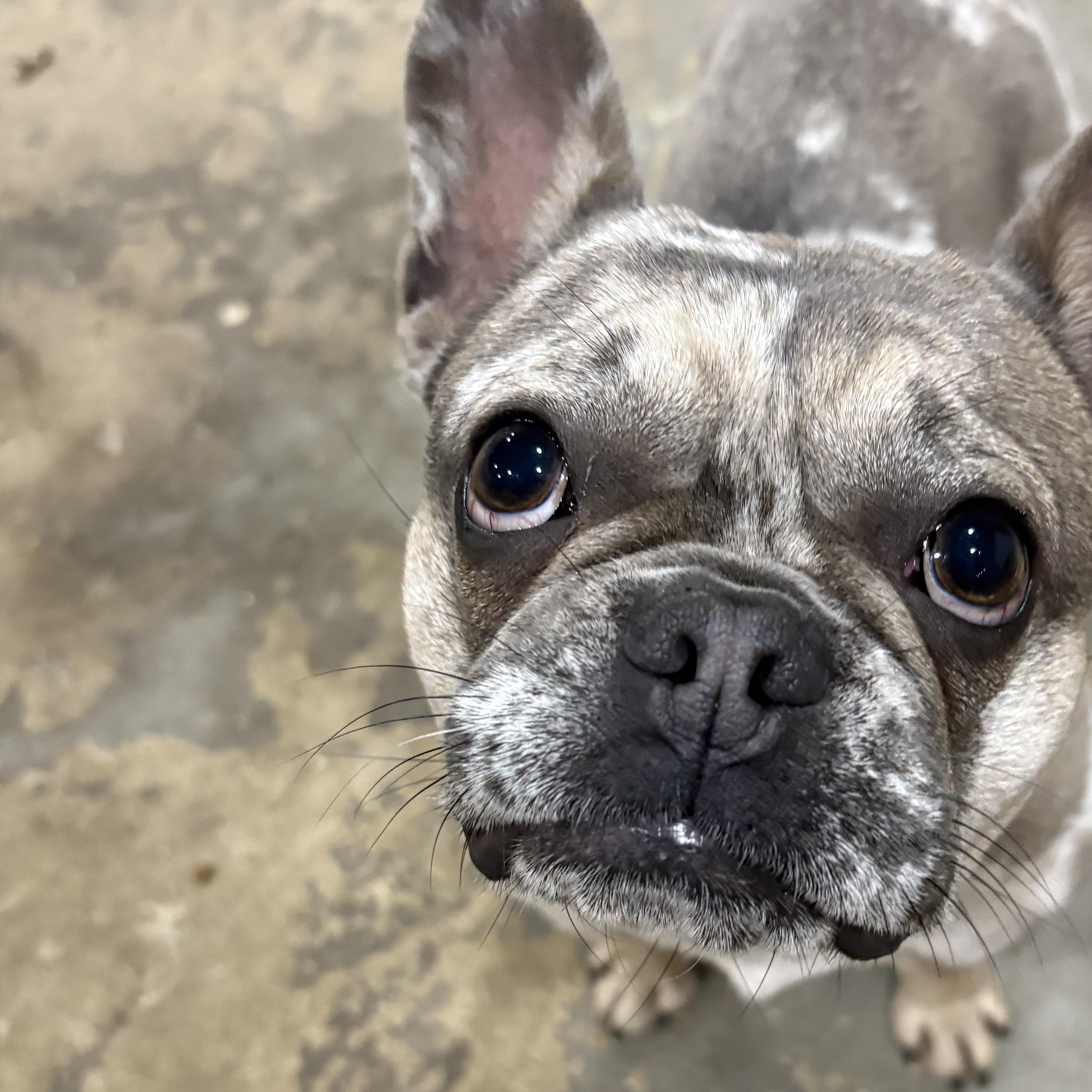 Enlarge Pearl, an adoptable French Bulldog in Richmond, VA image 5/5