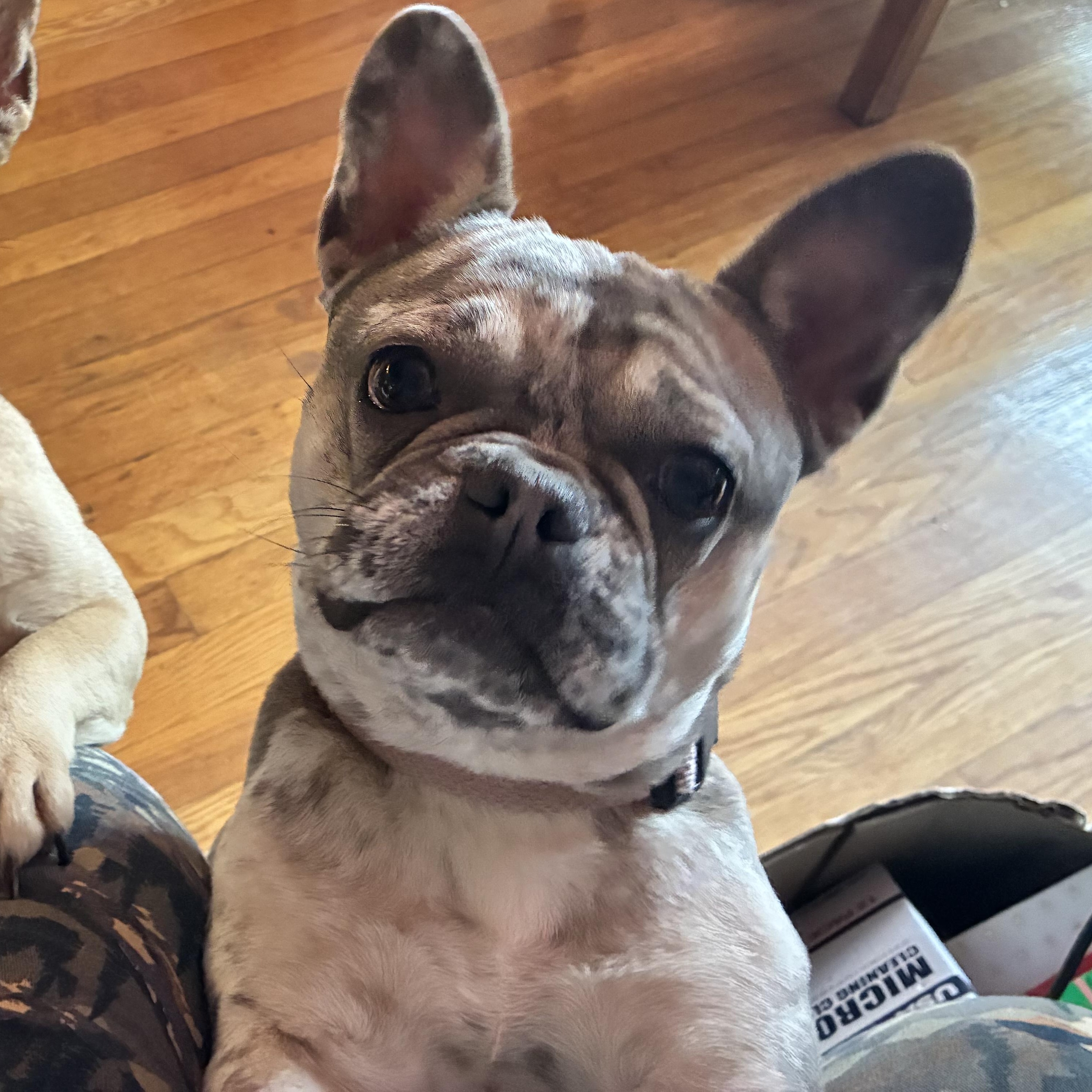 Enlarge Pearl, an adoptable French Bulldog in Richmond, VA image 2/5