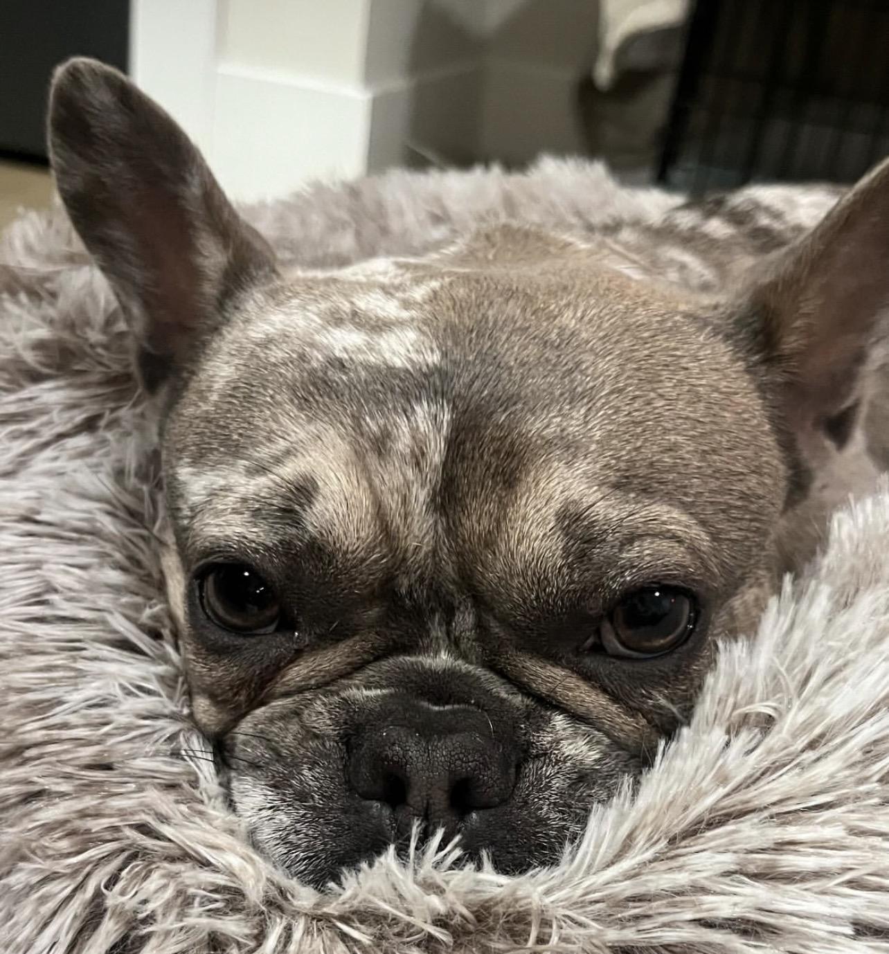 Enlarge Pearl, an adoptable French Bulldog in Richmond, VA image 3/5