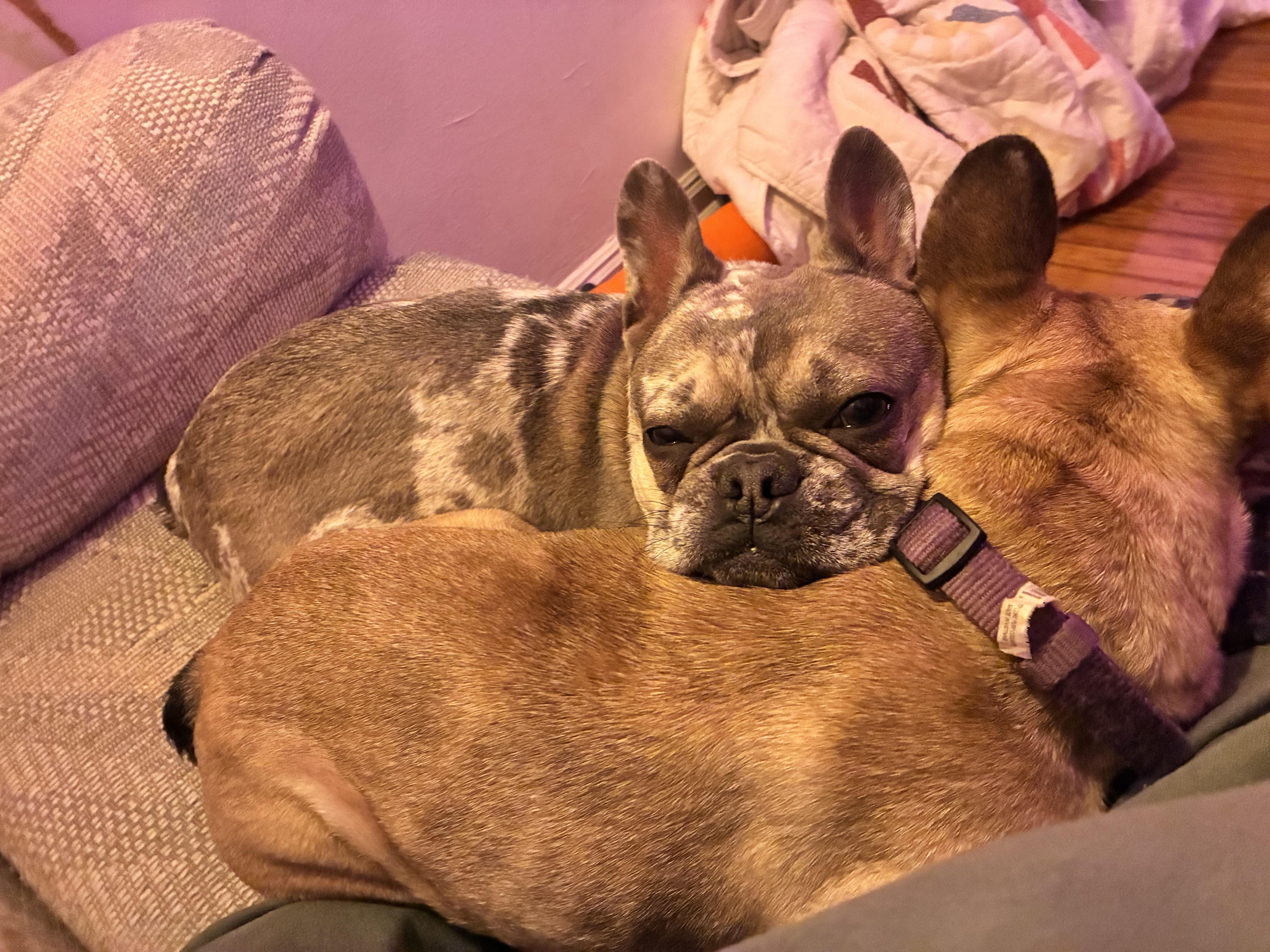 Enlarge Pearl, an adoptable French Bulldog in Richmond, VA image 4/5