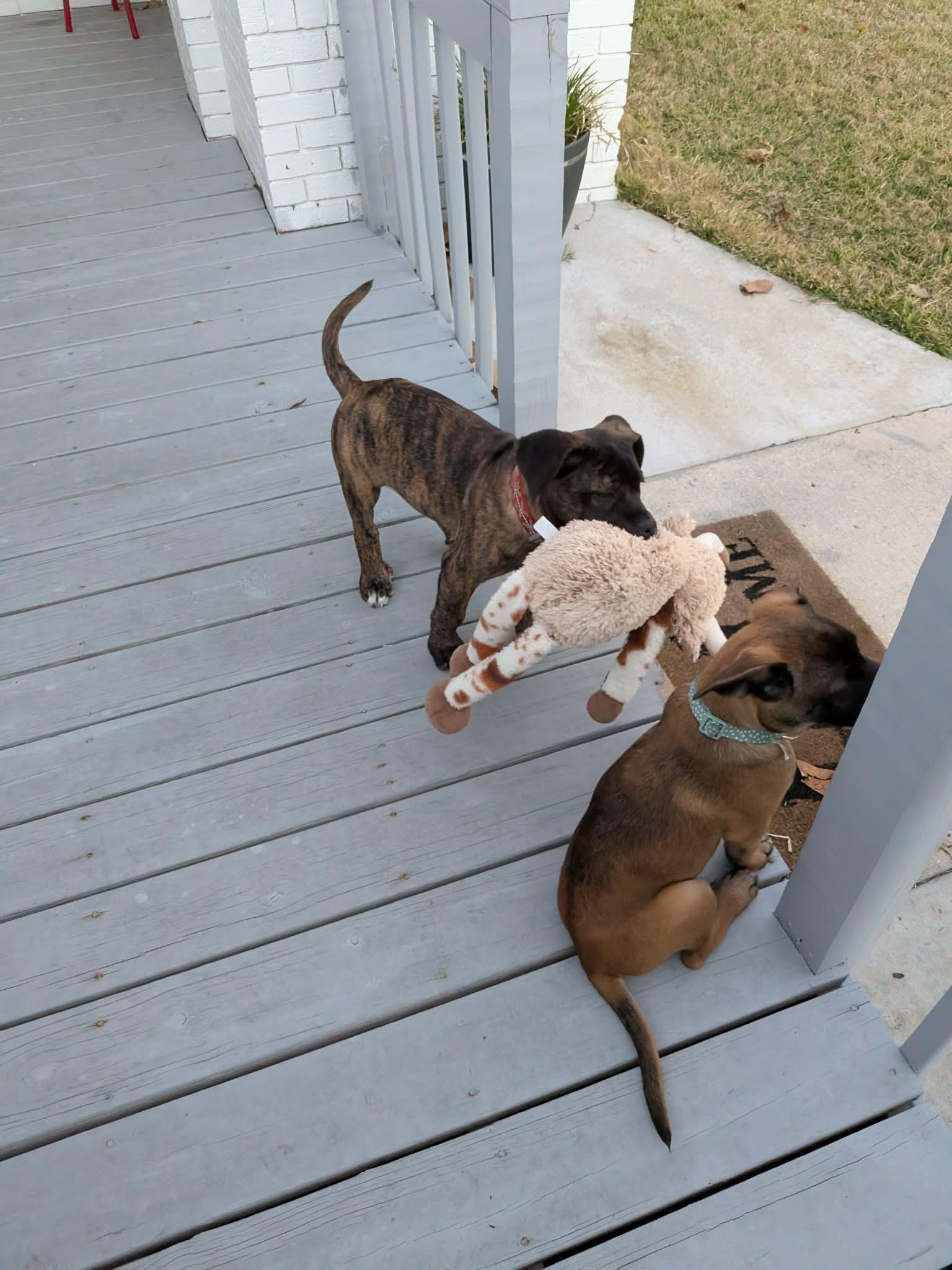 Enlarge Steve, a ADOPTABLE mixed breed in Palm Bay, FL image 4/4