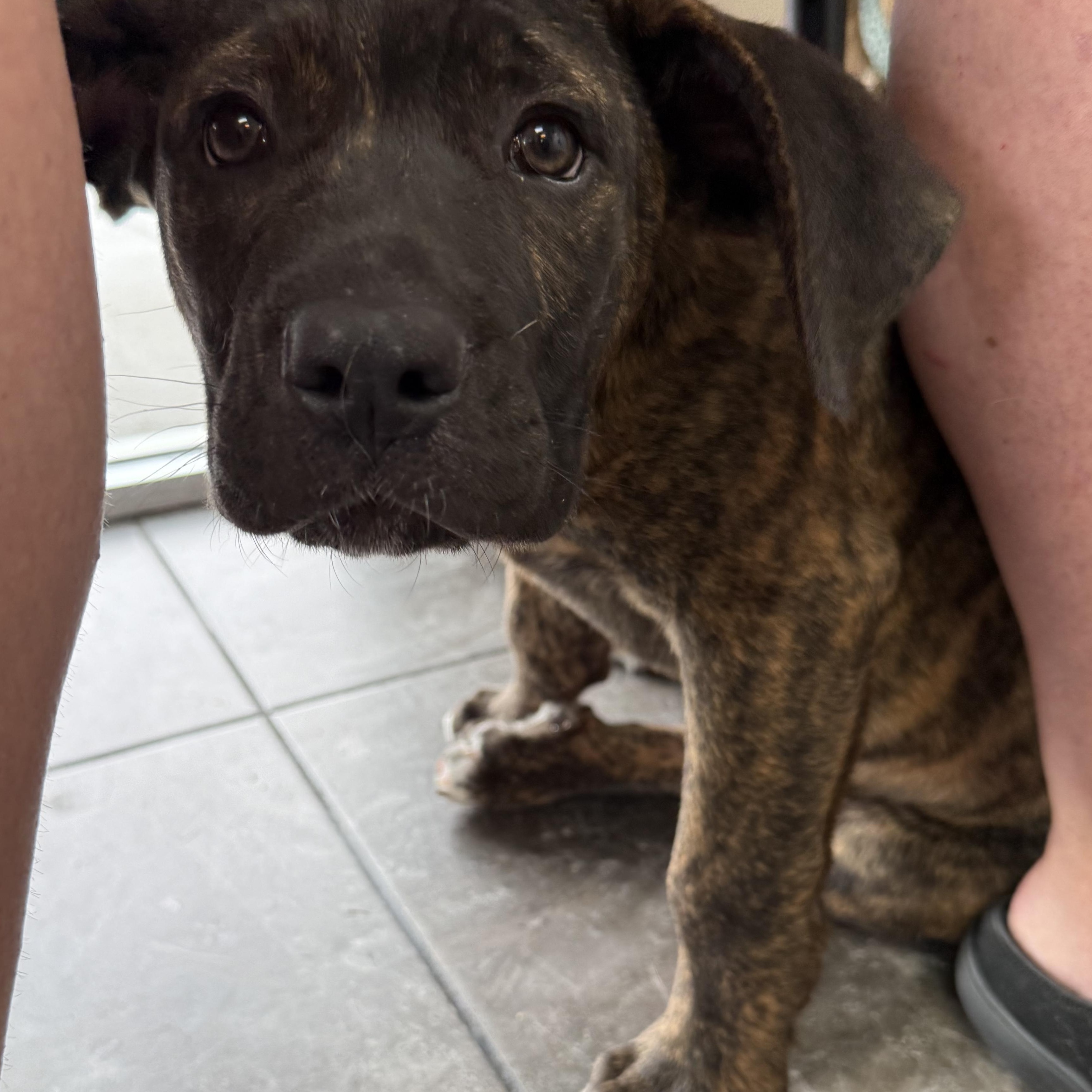 Steve, ADOPTABLE, Puppy Male Cane Corso & Mastiff.