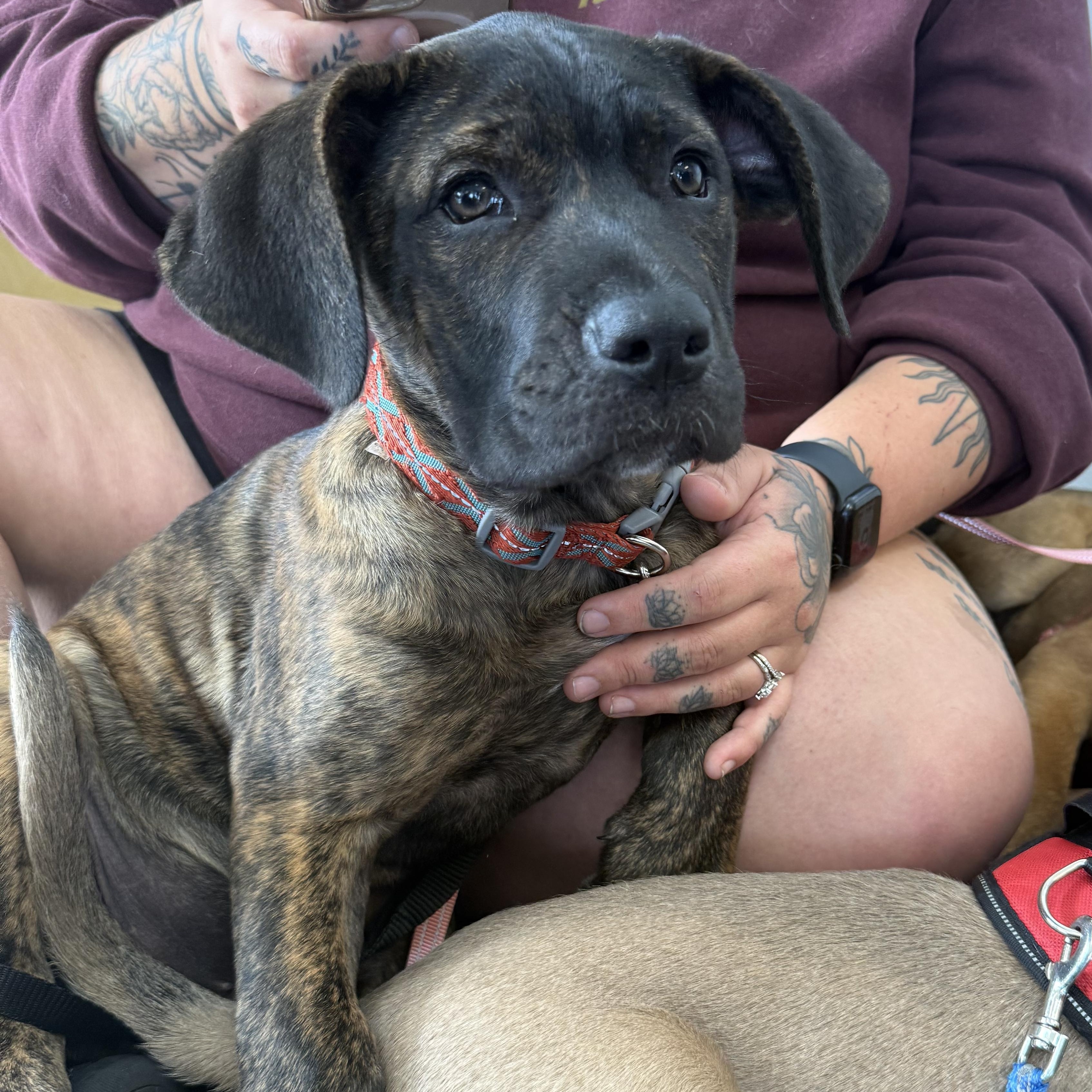 Enlarge Steve, a ADOPTABLE mixed breed in Palm Bay, FL image 3/4