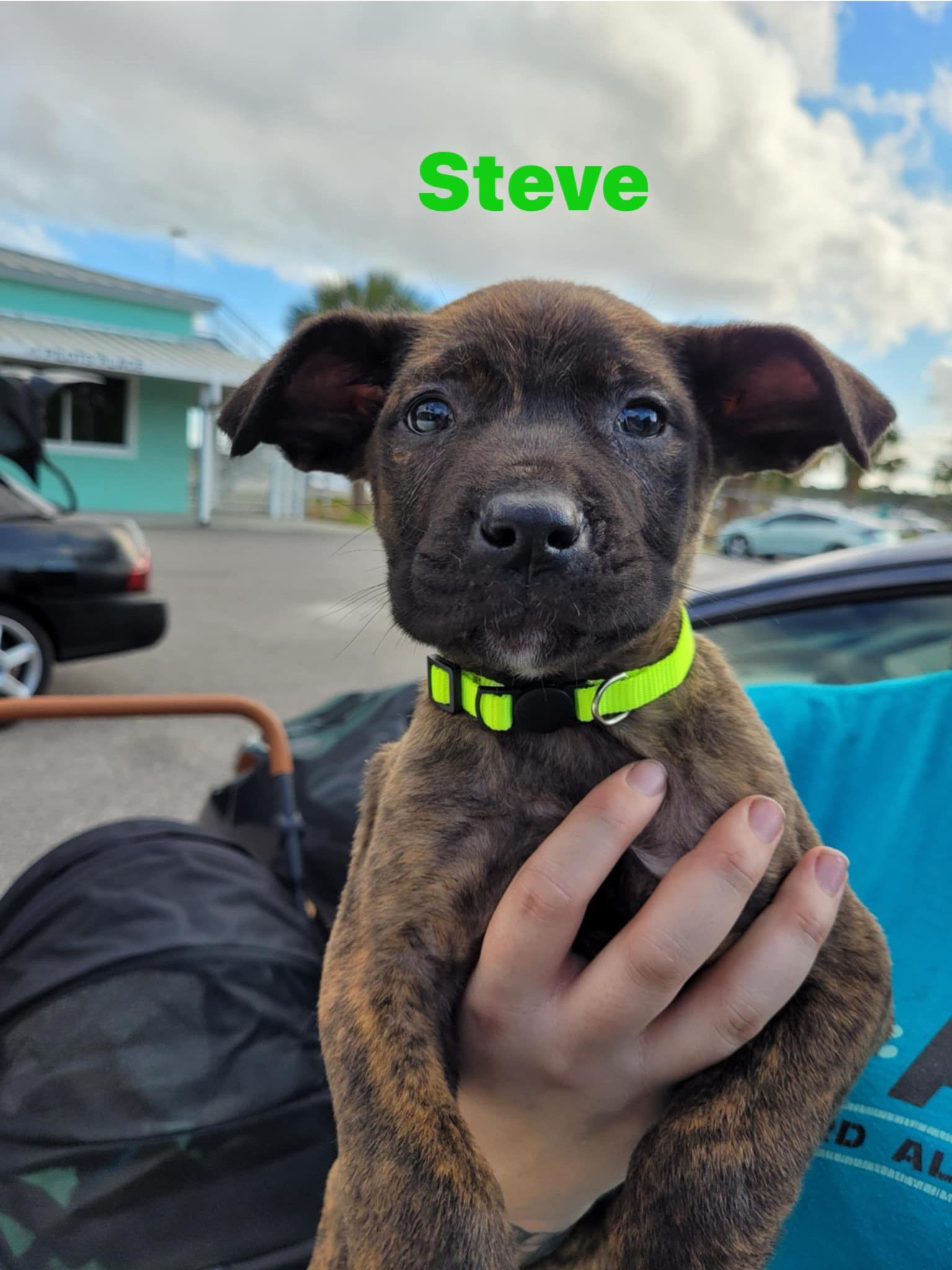 Enlarge Steve, a ADOPTABLE mixed breed in Palm Bay, FL image 2/4