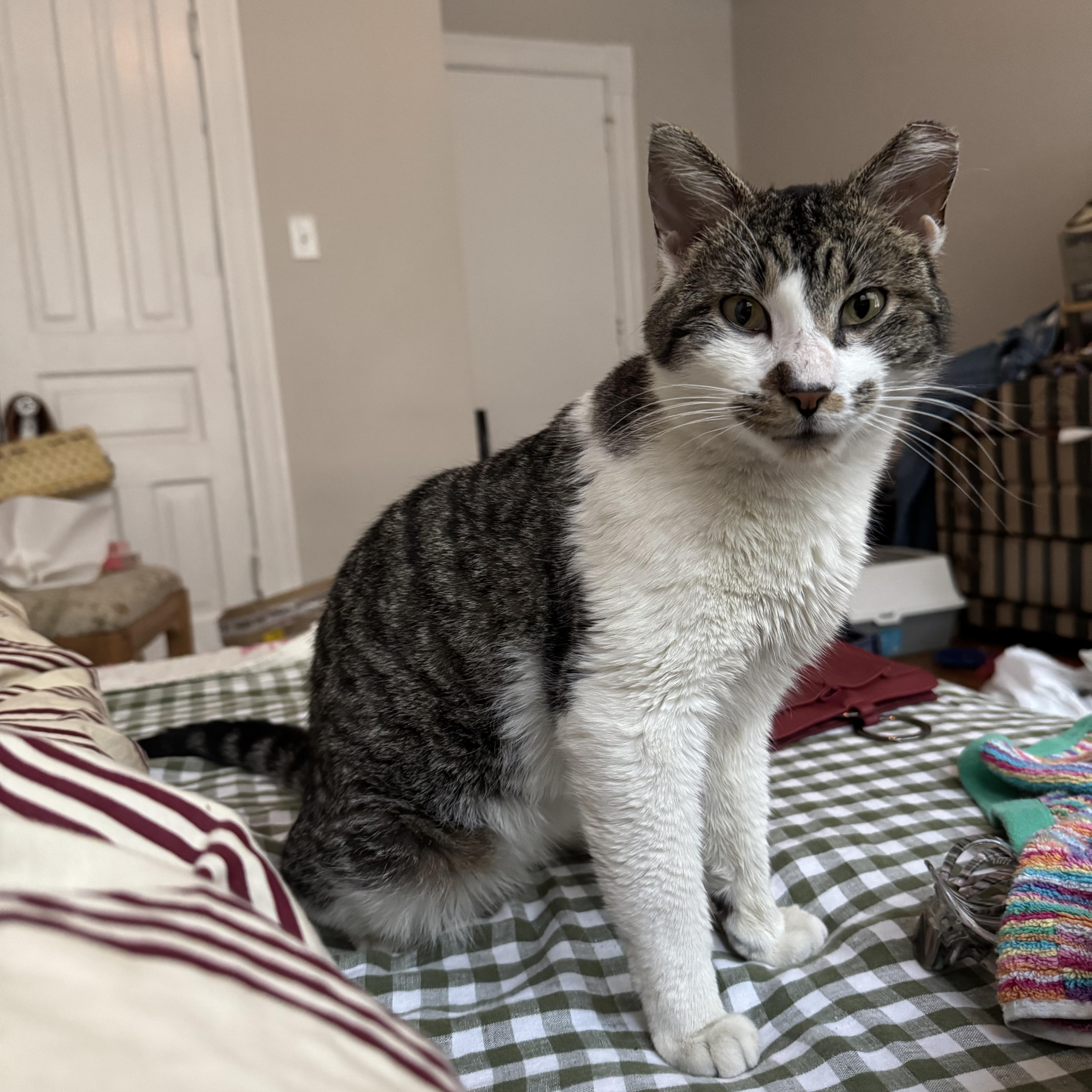 Vivaldi, ADOPTABLE, Adult Male Domestic Short Hair.