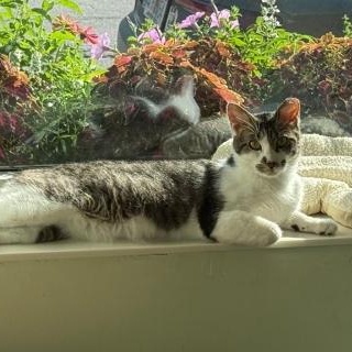 Enlarge Vivaldi, a ADOPTABLE Domestic Short Hair in Chicago, IL image 2/2