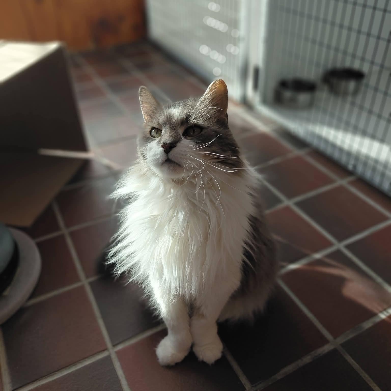 Ryleigh, Adoptable, Senior Female Domestic Long Hair.
