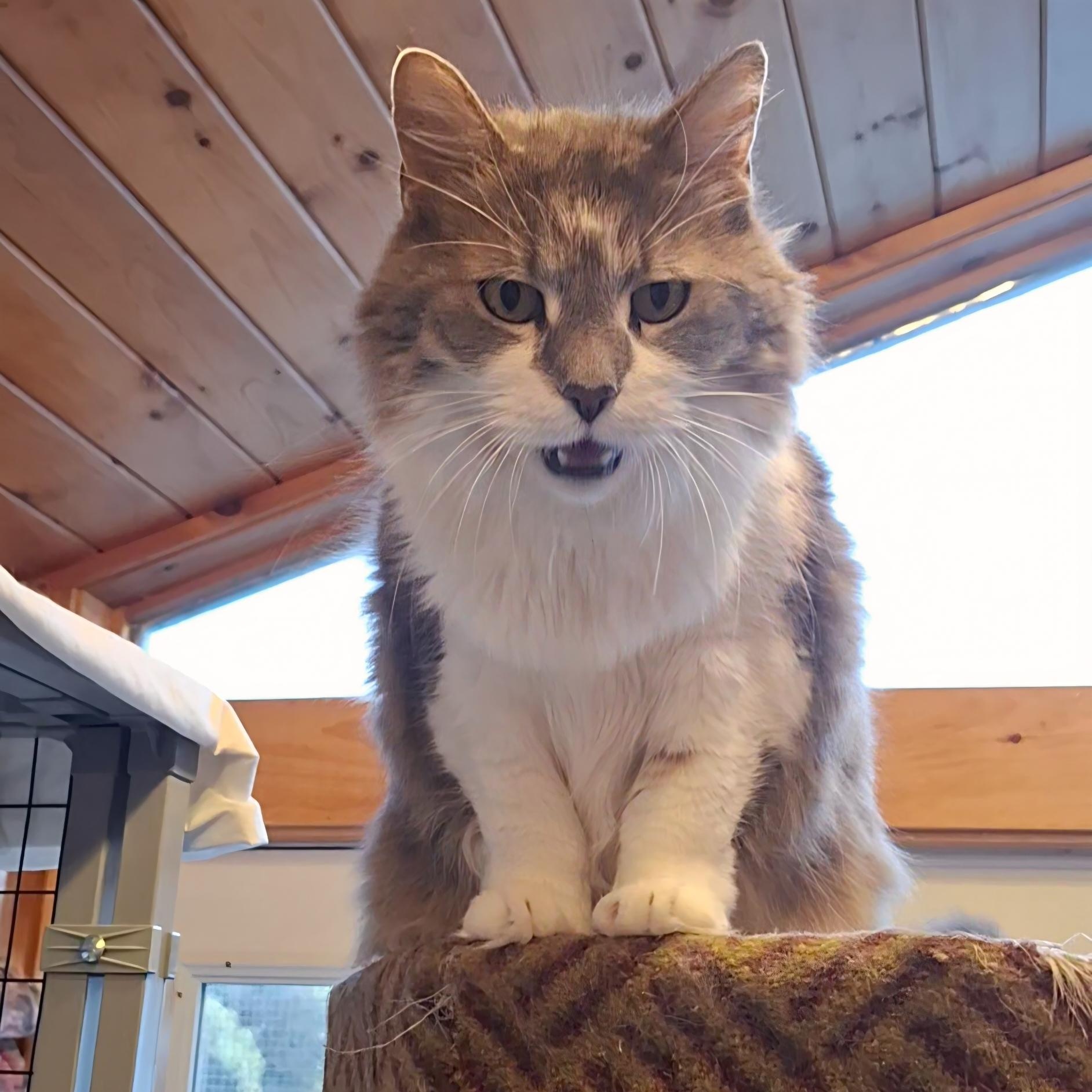 Enlarge Ryleigh, a Adoptable Domestic Long Hair in Littleton, NH image 3/5