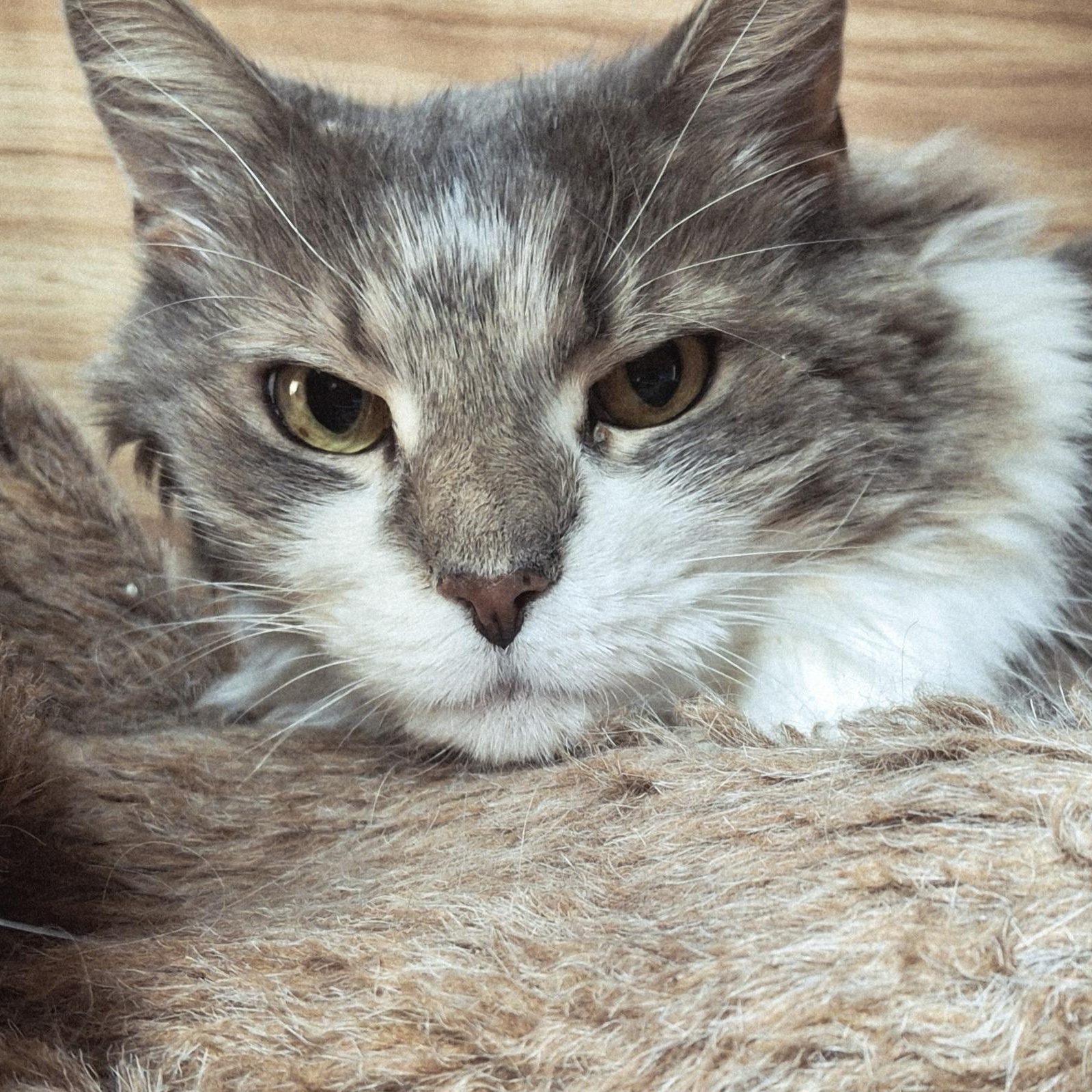 Ryleigh, a Adoptable Domestic Long Hair in Littleton, NH image 4/6