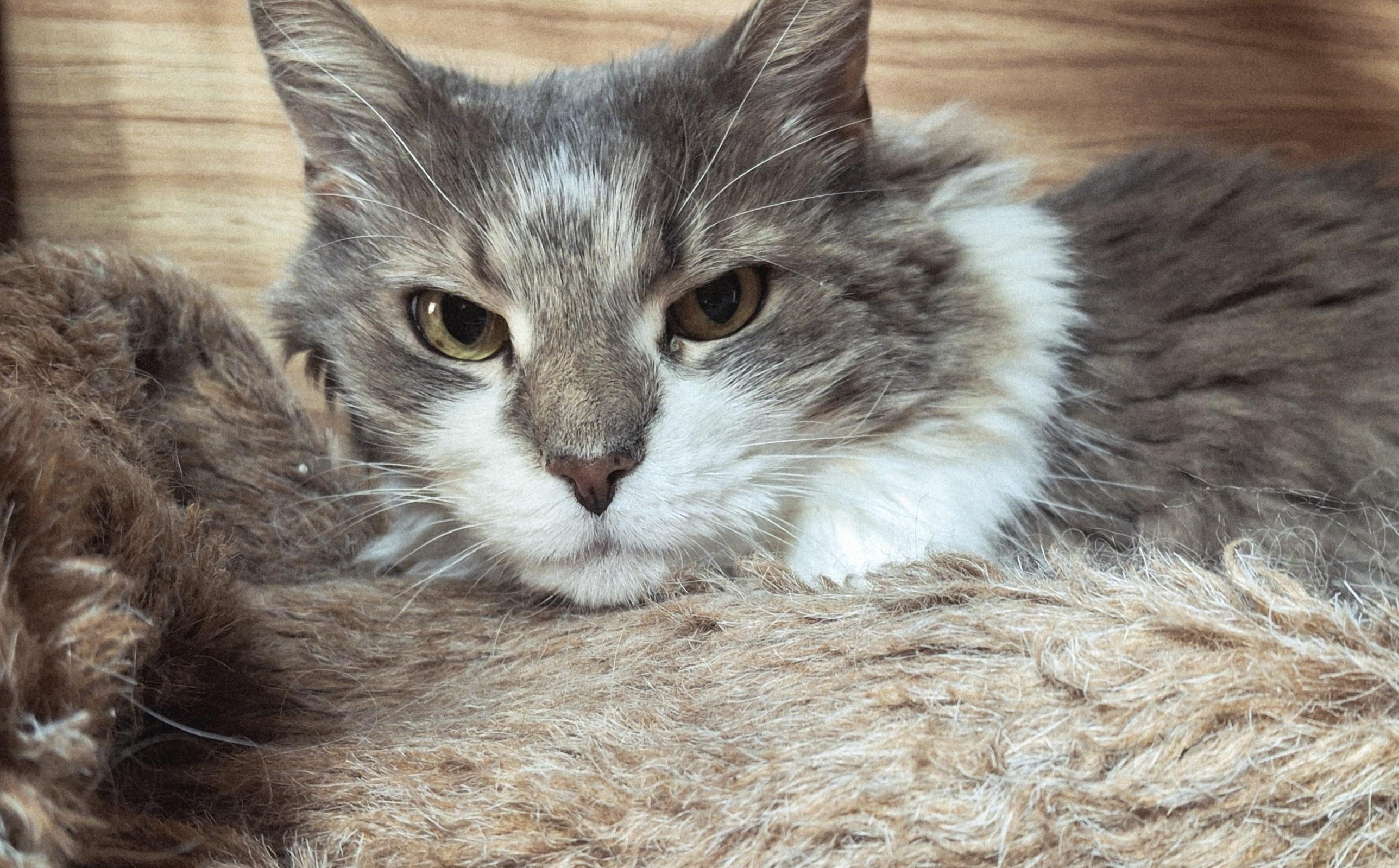 Enlarge Ryleigh, a Adoptable Domestic Long Hair in Littleton, NH image 4/5