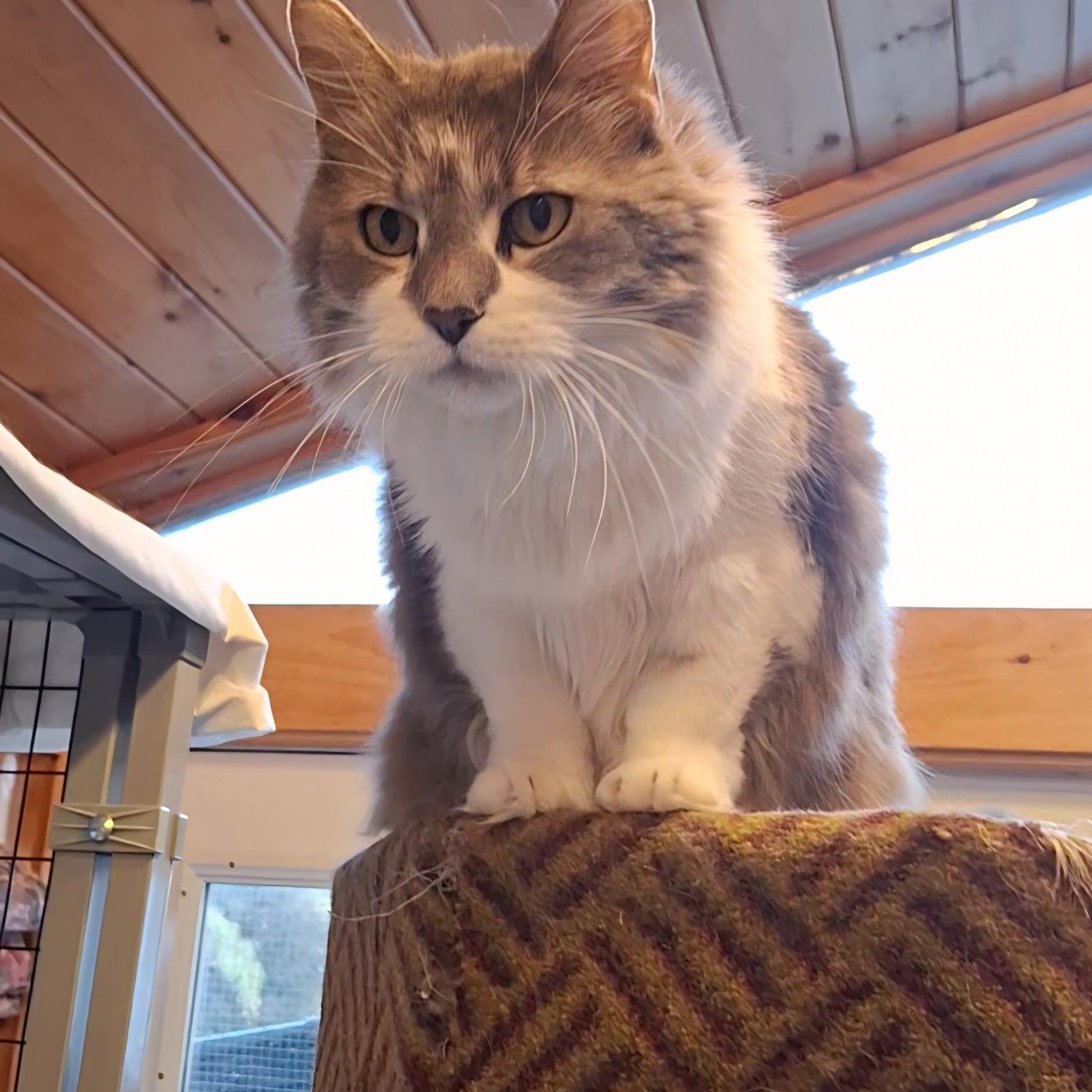 Enlarge Ryleigh, a Adoptable Domestic Long Hair in Littleton, NH image 1/5