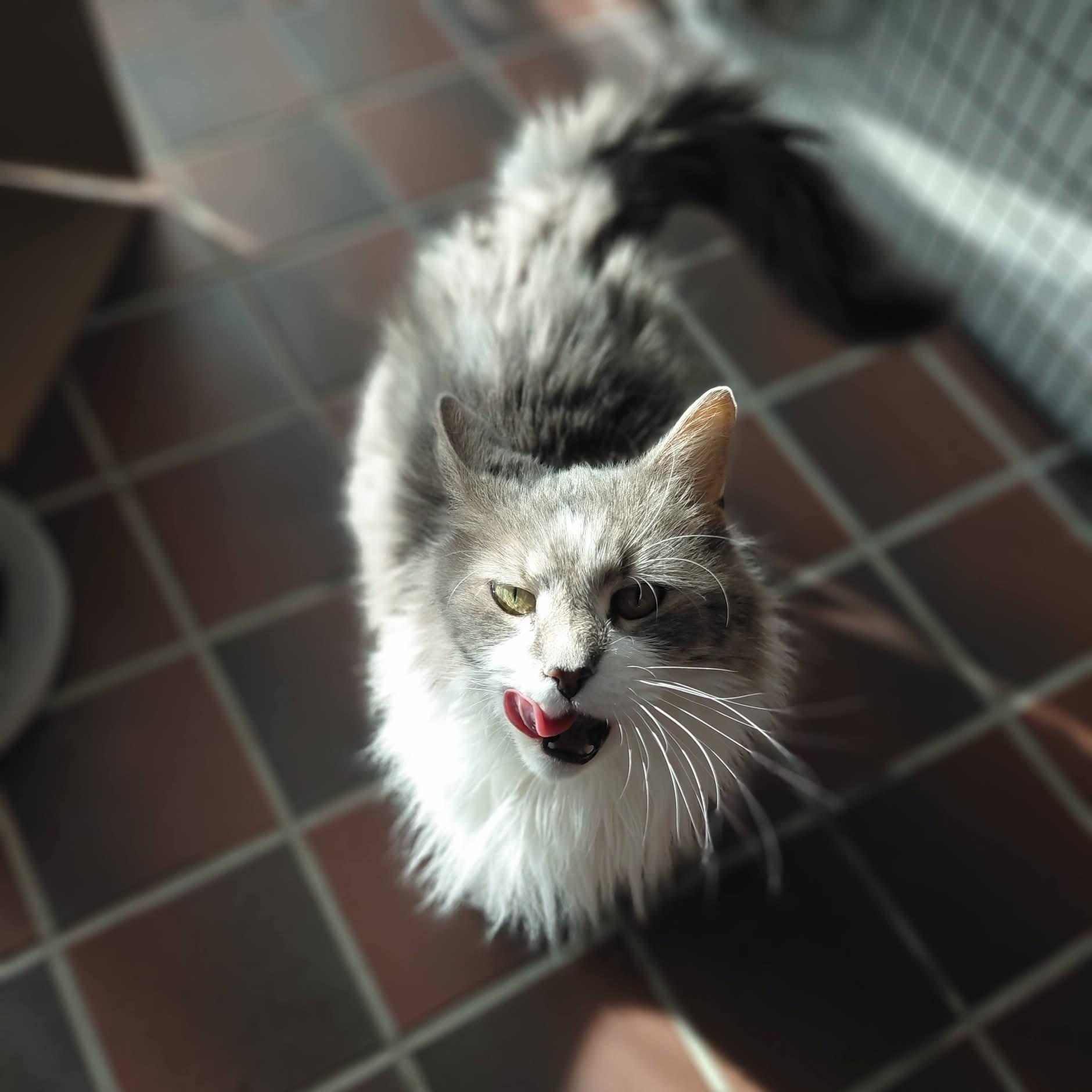 Ryleigh, a Adoptable Domestic Long Hair in Littleton, NH image 3/6