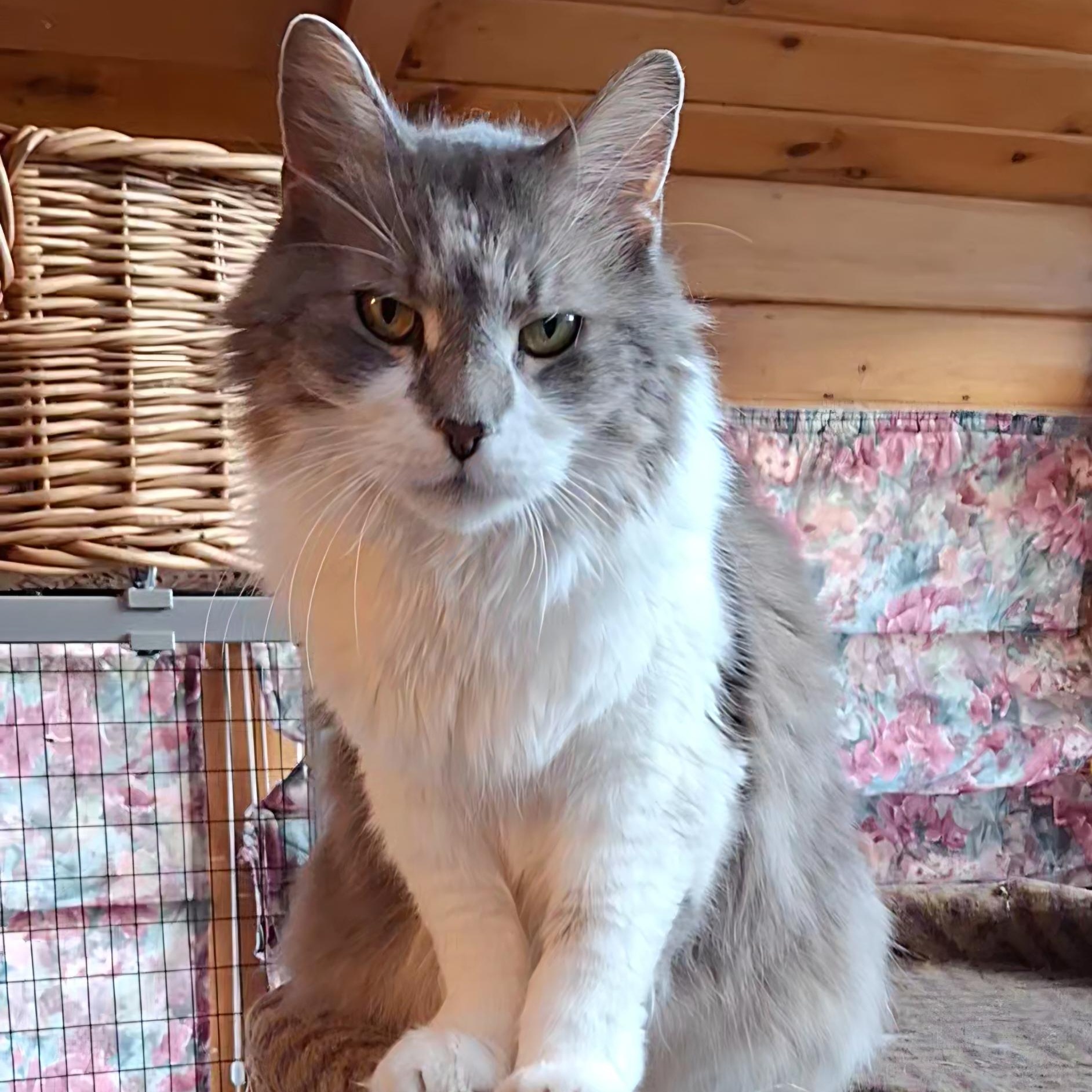 Ryleigh, a Adoptable Domestic Long Hair in Littleton, NH image 2/6