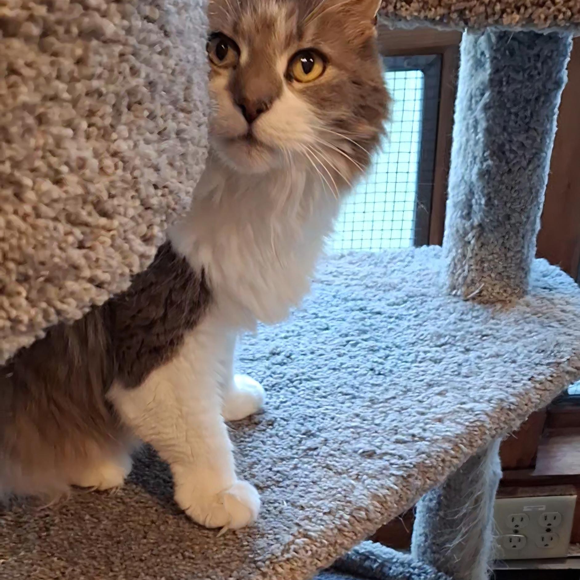 Enlarge Ryleigh, a Adoptable Domestic Long Hair in Littleton, NH image 5/5