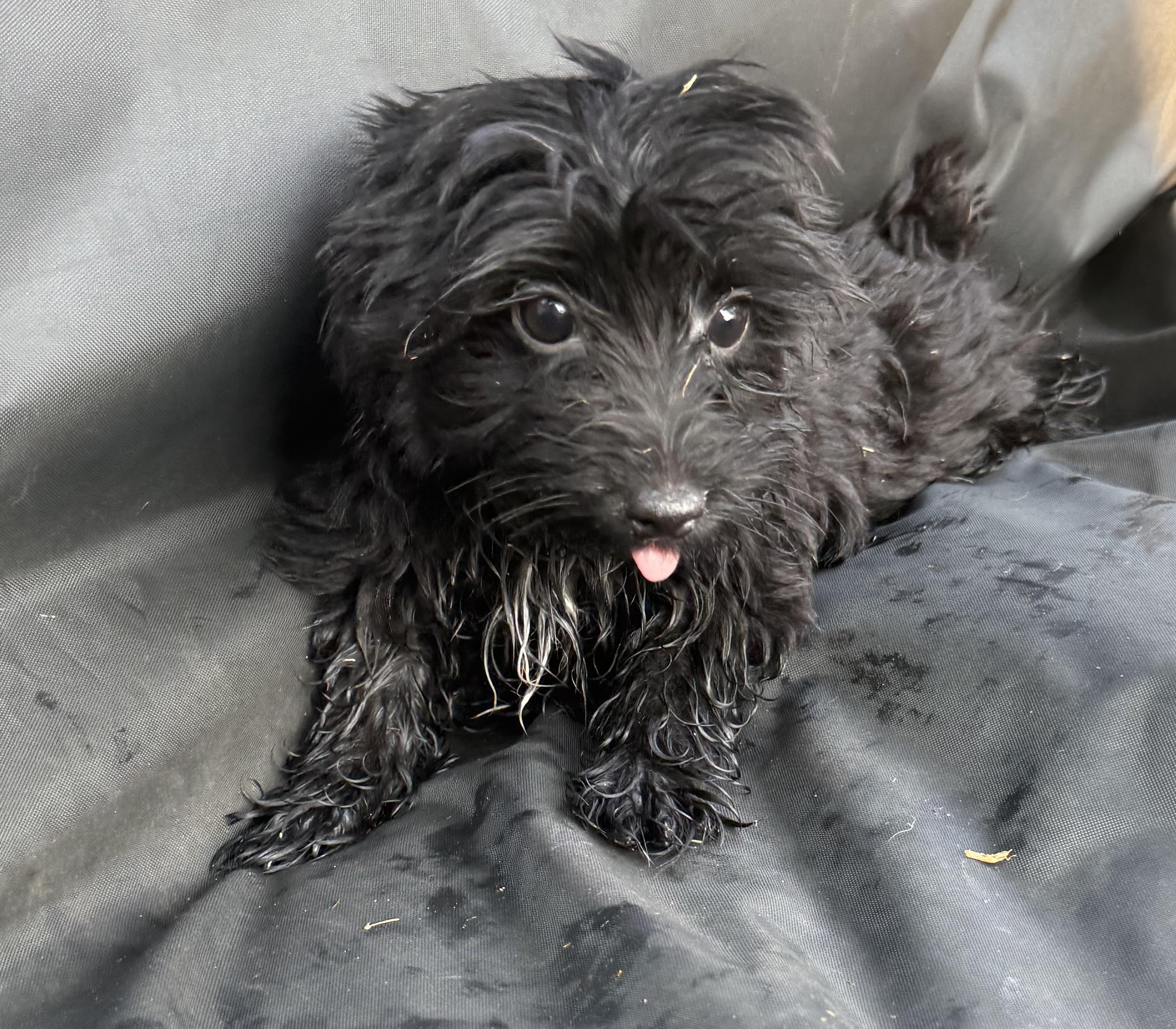 Merlin, Adopted, Puppy Male Yorkshire Terrier.