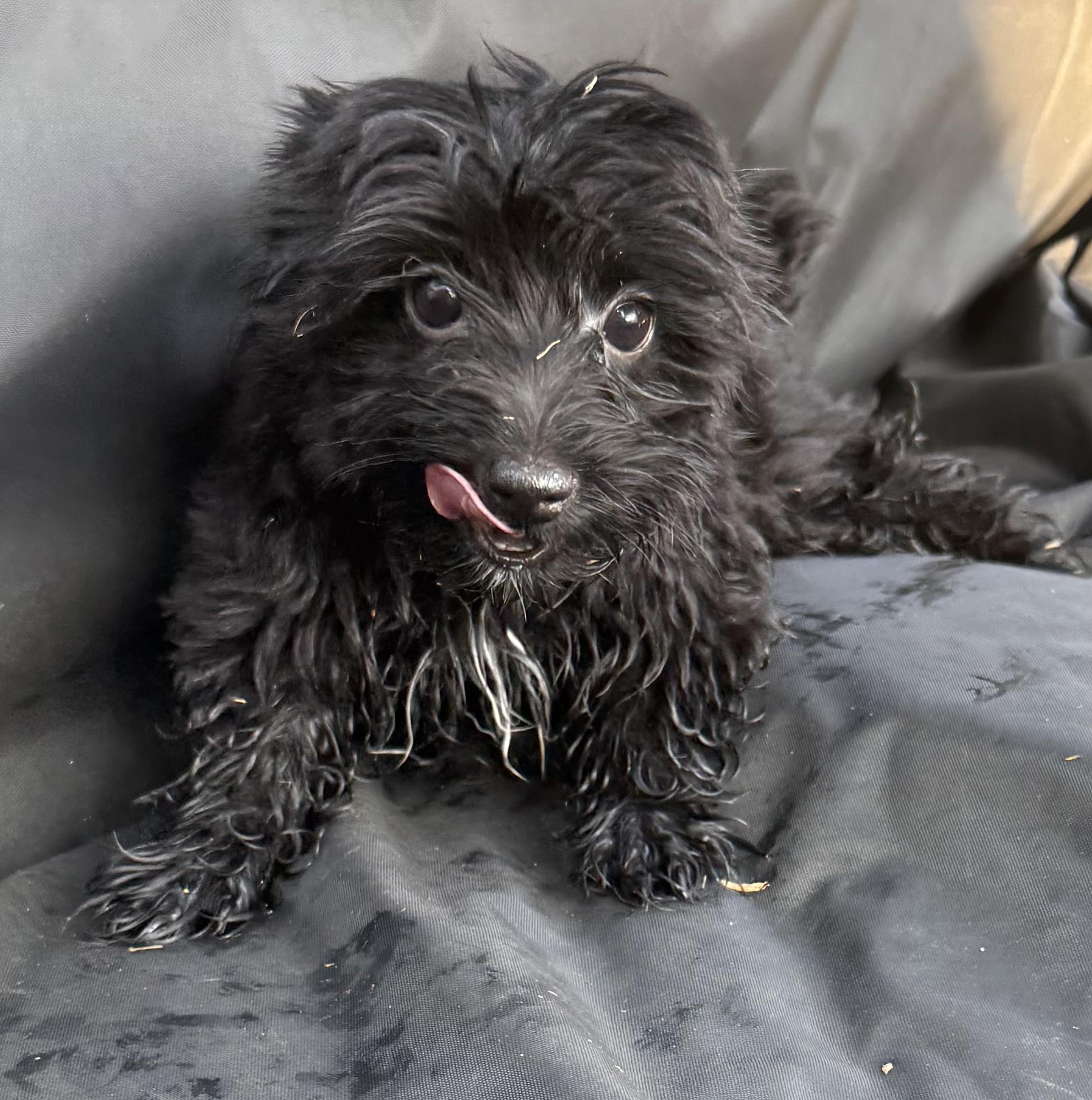 Enlarge Merlin, a Adopted Yorkshire Terrier in Hartselle, AL image 2/3