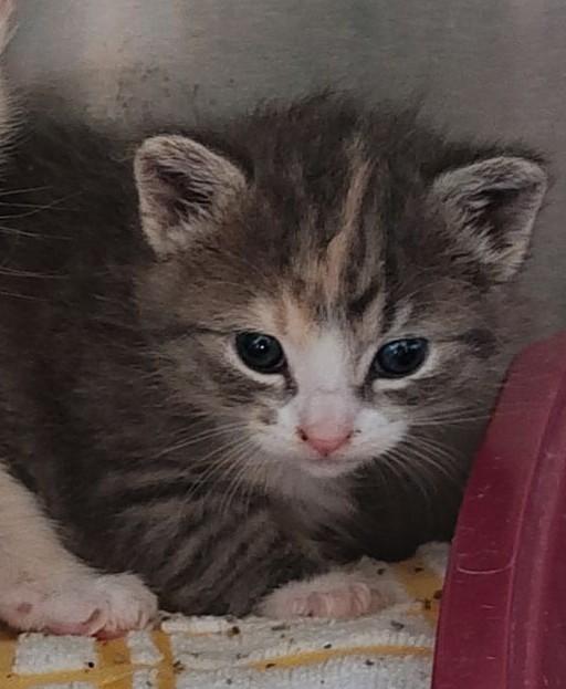 Opal, ADOPTABLE, Kitten Female Domestic Short Hair.