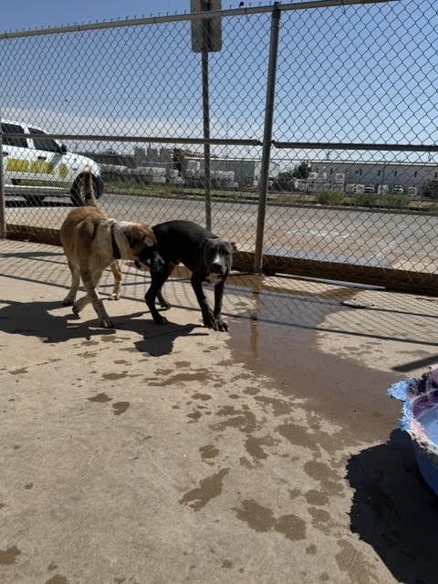 Enlarge Dwayne "The Rock" Johnson, a Adoptable Mixed Breed in Hobbs, NM image 1/5