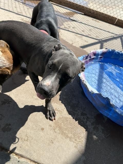 Enlarge Dwayne "The Rock" Johnson, a Adoptable Mixed Breed in Hobbs, NM image 2/5