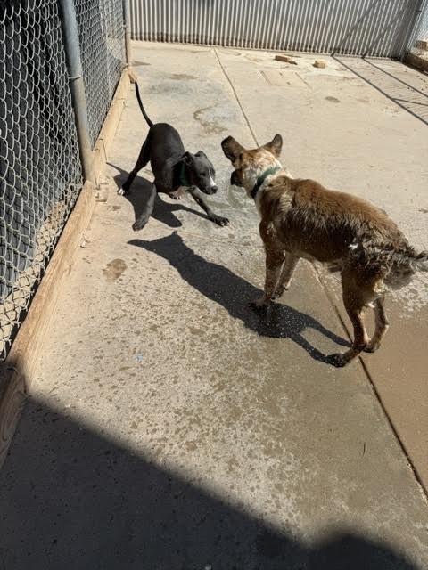 Enlarge Dwayne "The Rock" Johnson, a Adoptable Mixed Breed in Hobbs, NM image 3/5