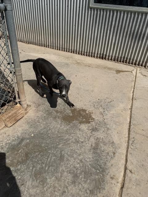 Enlarge Dwayne "The Rock" Johnson, a Adoptable Mixed Breed in Hobbs, NM image 4/5