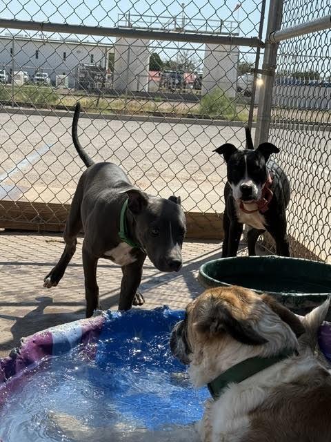 Enlarge Dwayne "The Rock" Johnson, a Adoptable Mixed Breed in Hobbs, NM image 5/5