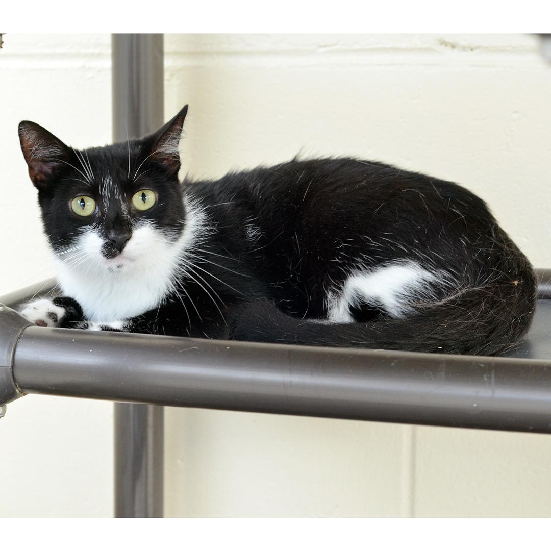 Enlarge Marley, a Adopted mixed breed in Sanford, FL image 4/4