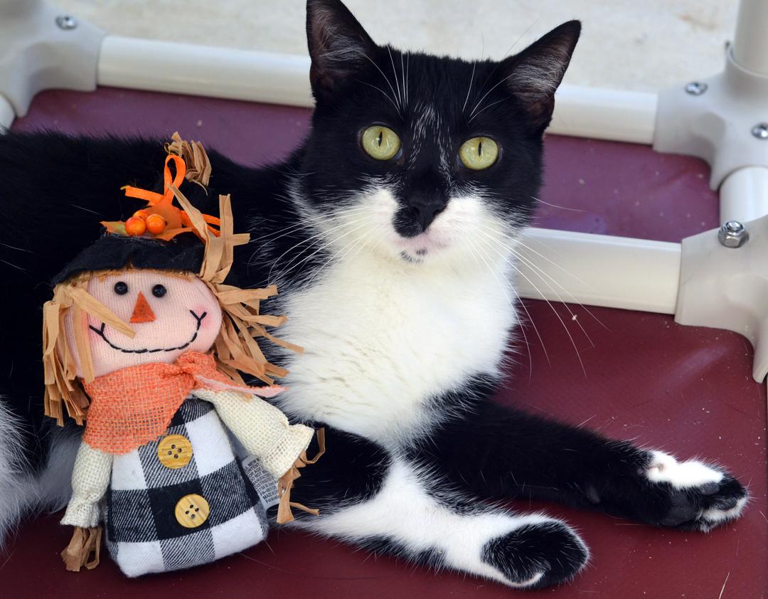 Marley, Adopted, Young Female Domestic Short Hair.