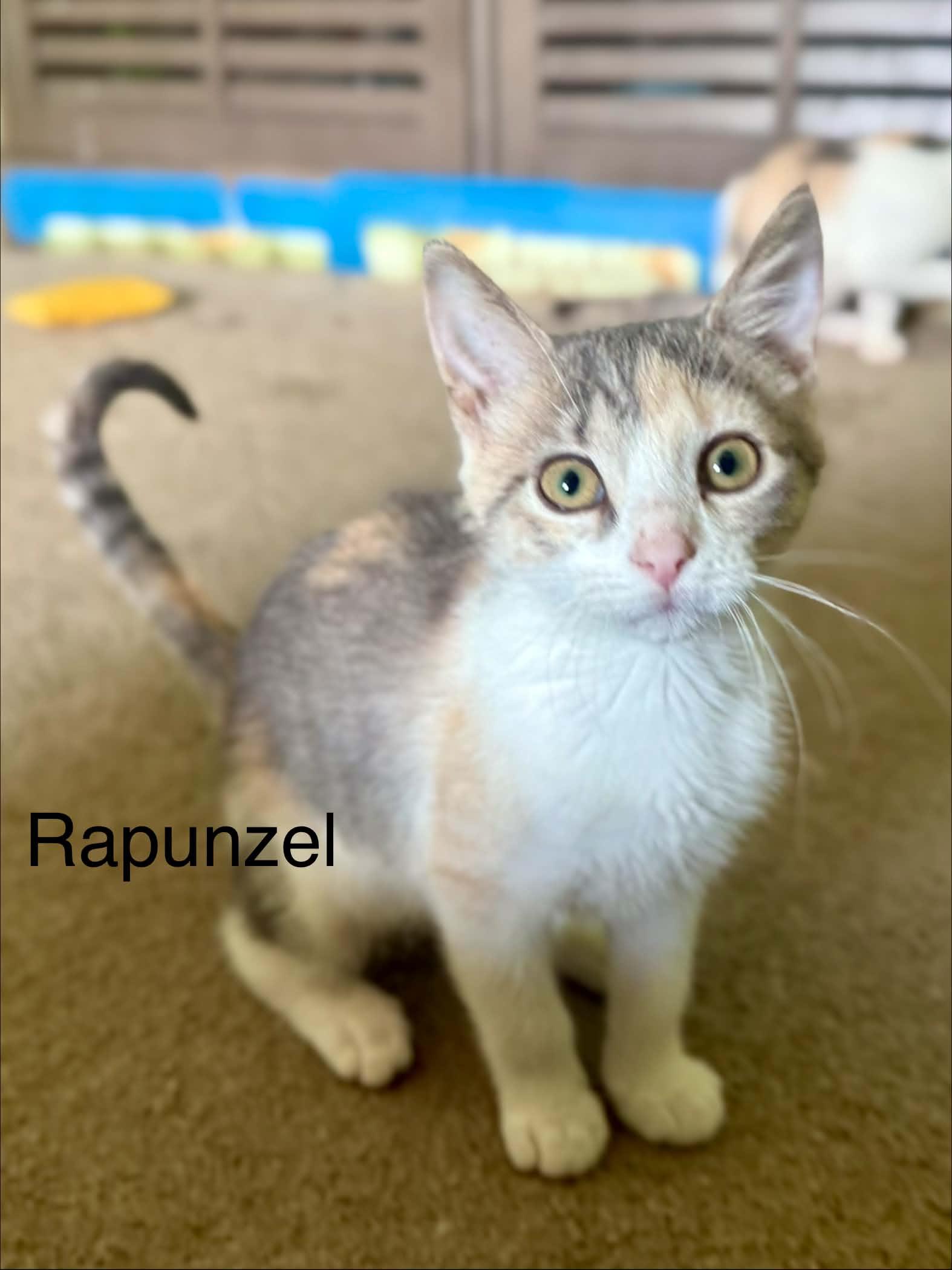 Enlarge Rapunzel, a ADOPTABLE Domestic Short Hair in Saint Charles, MO image 1/2