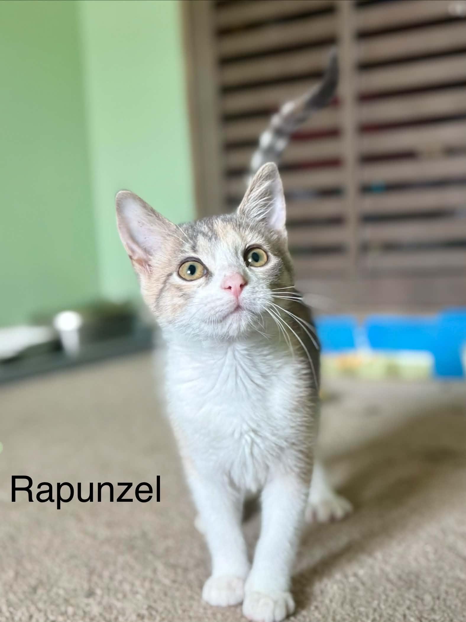 Enlarge Rapunzel, a ADOPTABLE Domestic Short Hair in Saint Charles, MO image 2/2