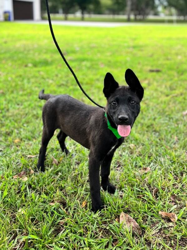 Enlarge Onyx, a Adoptable mixed breed in Aiken, SC image 1/5