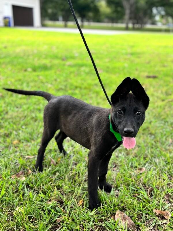 Enlarge Onyx, a Adoptable mixed breed in Aiken, SC image 2/5