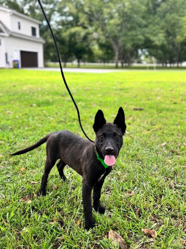 Enlarge Onyx, a Adoptable mixed breed in Aiken, SC image 3/5